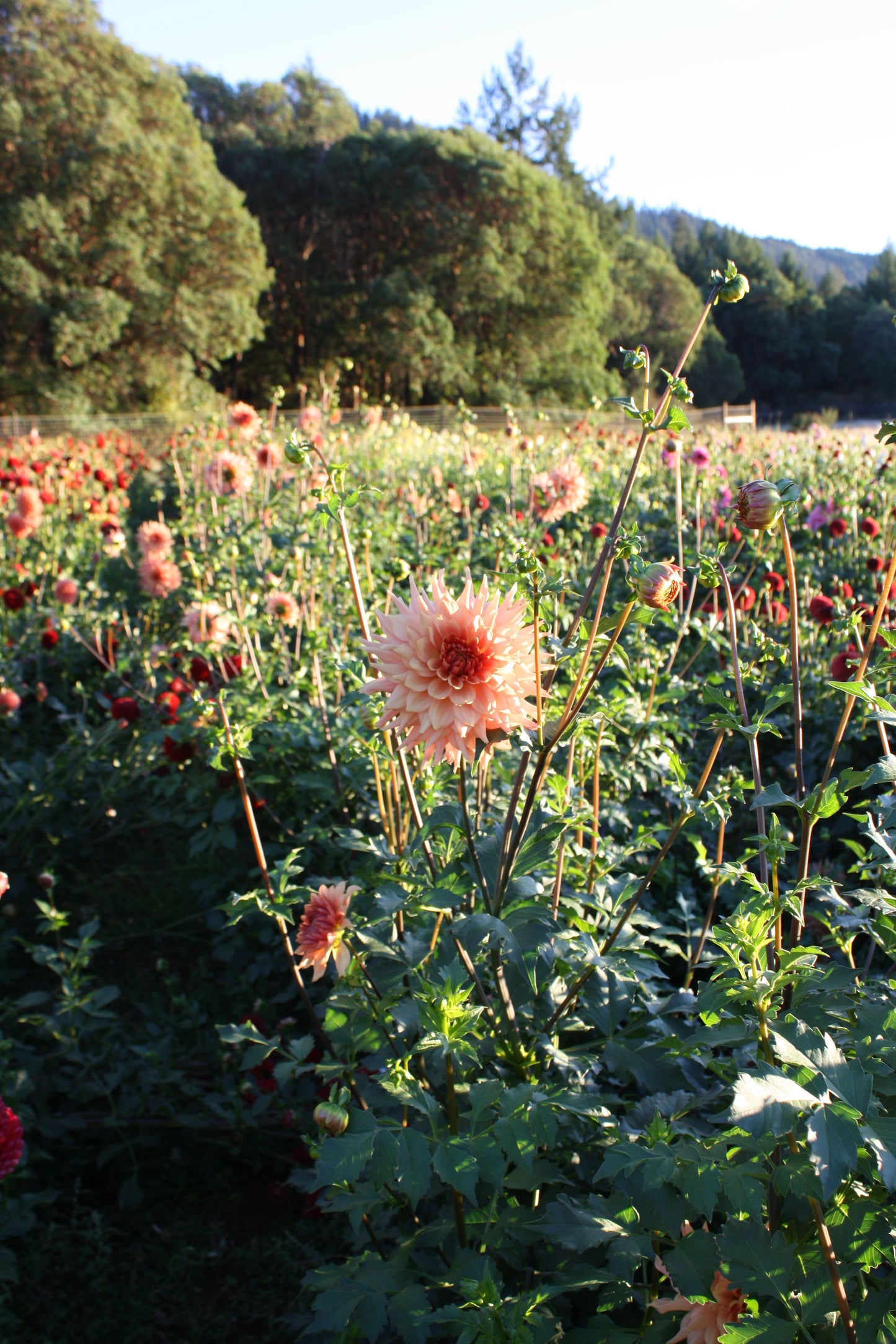 Terracotta Dahlia Tuber