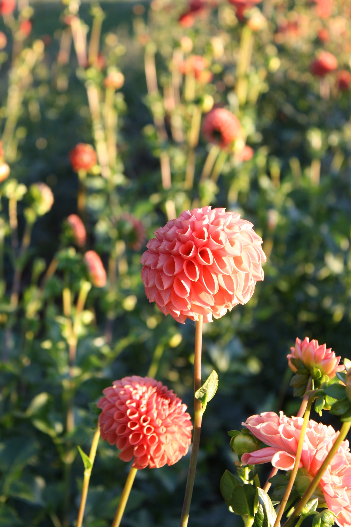 Cornel Bronze Dahlia Tuber