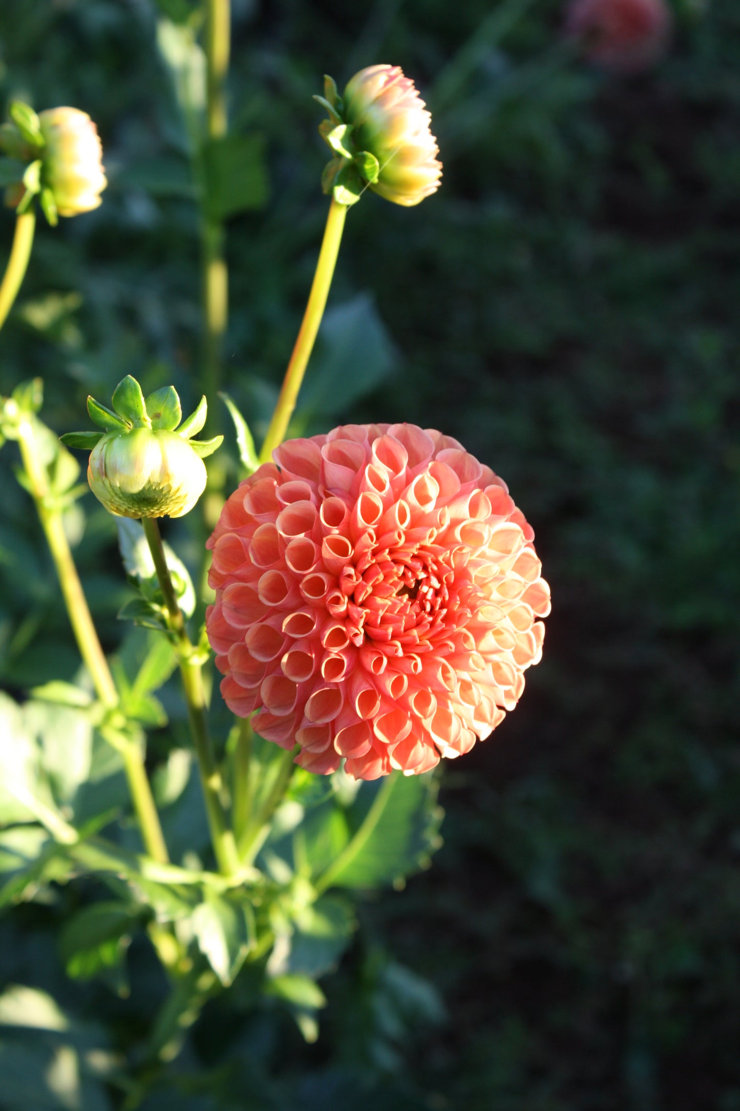 Cornel Bronze Dahlia Tuber
