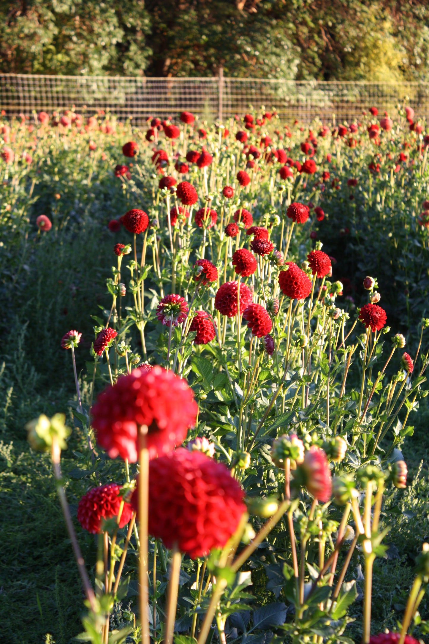 Cornel Dahlia Tuber