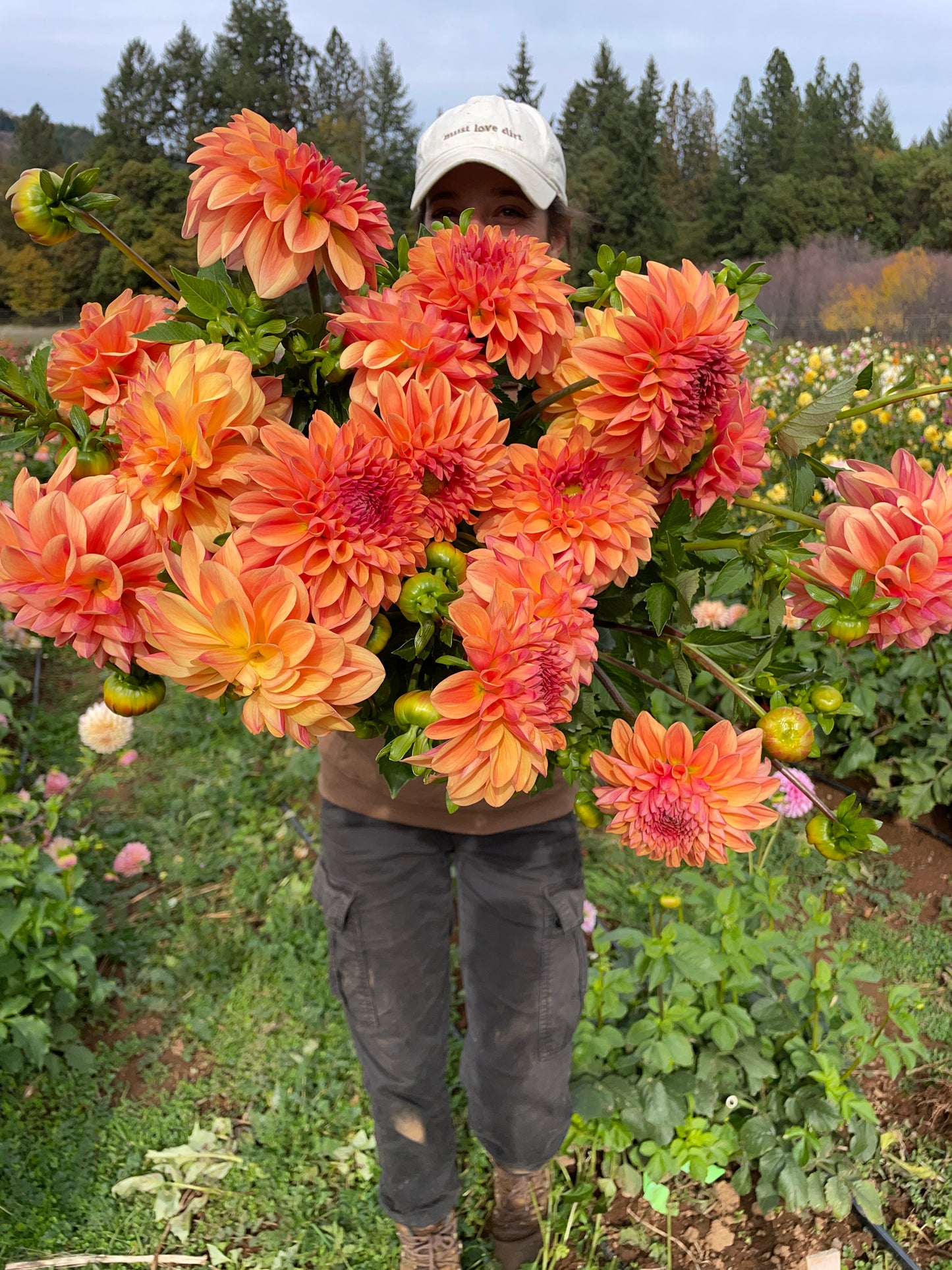 Ferncliff Copper Dahlia Tuber