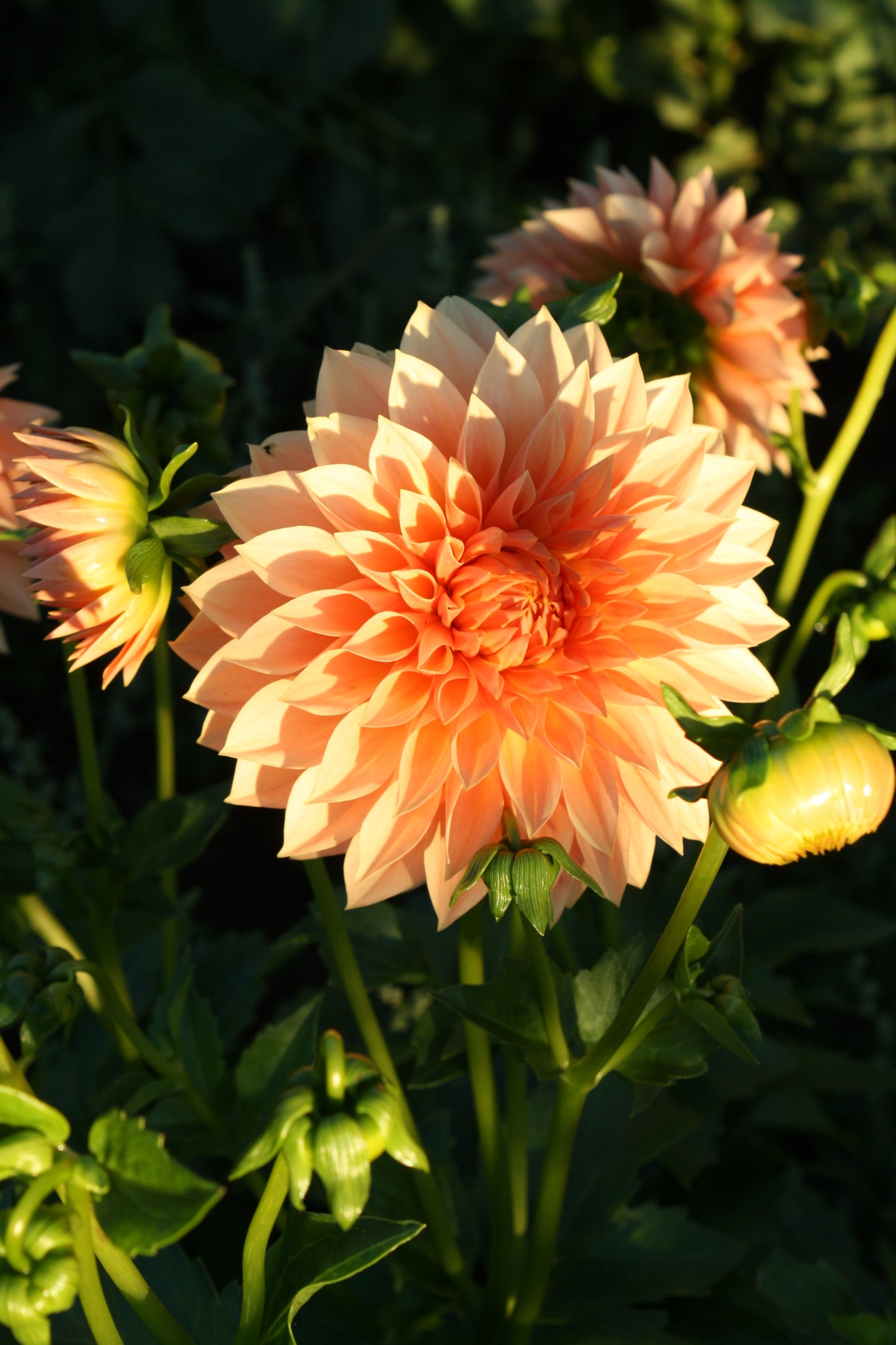 Hamilton Lillian Dahlia Tuber