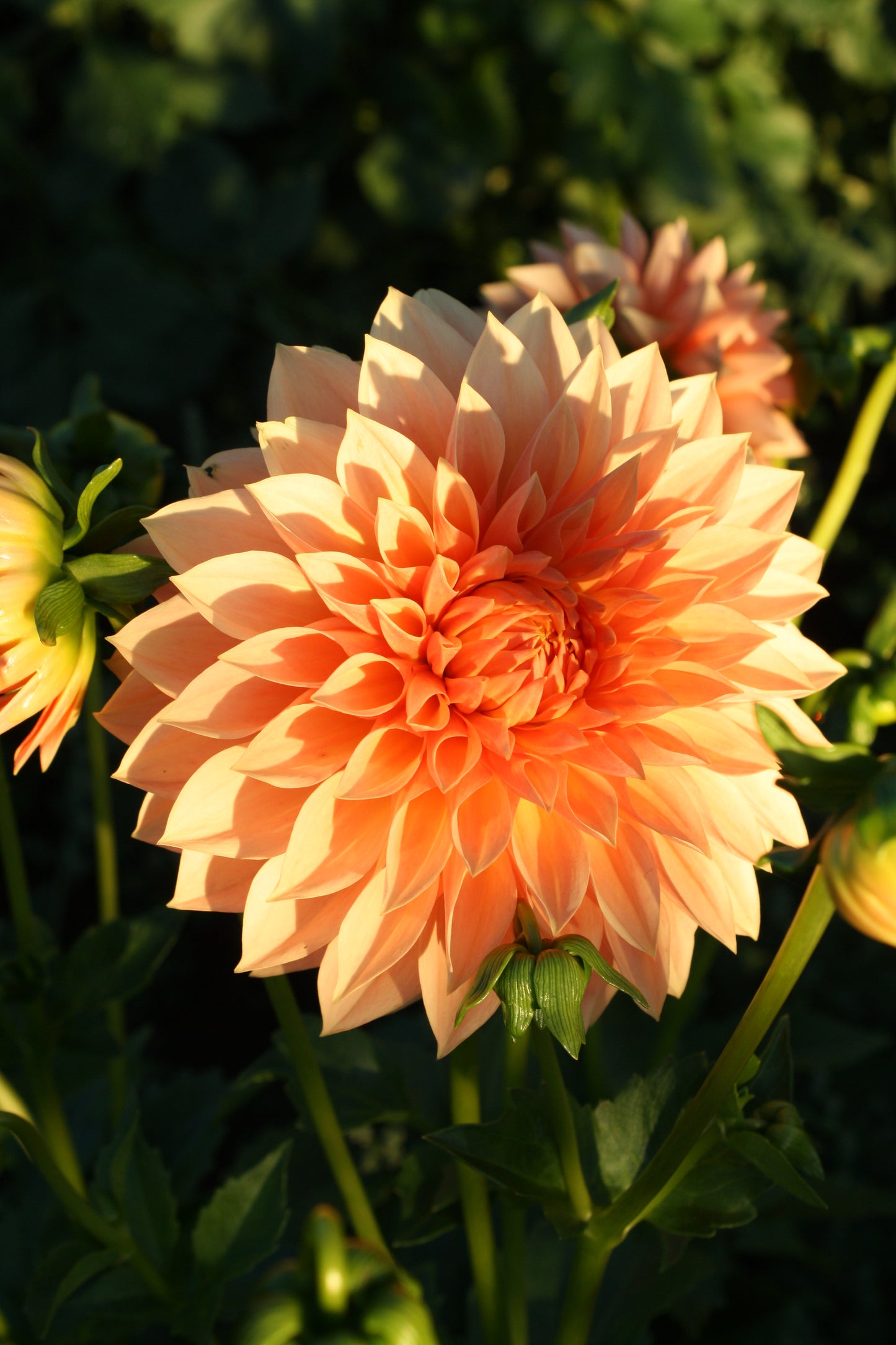 Hamilton Lillian Dahlia Tuber