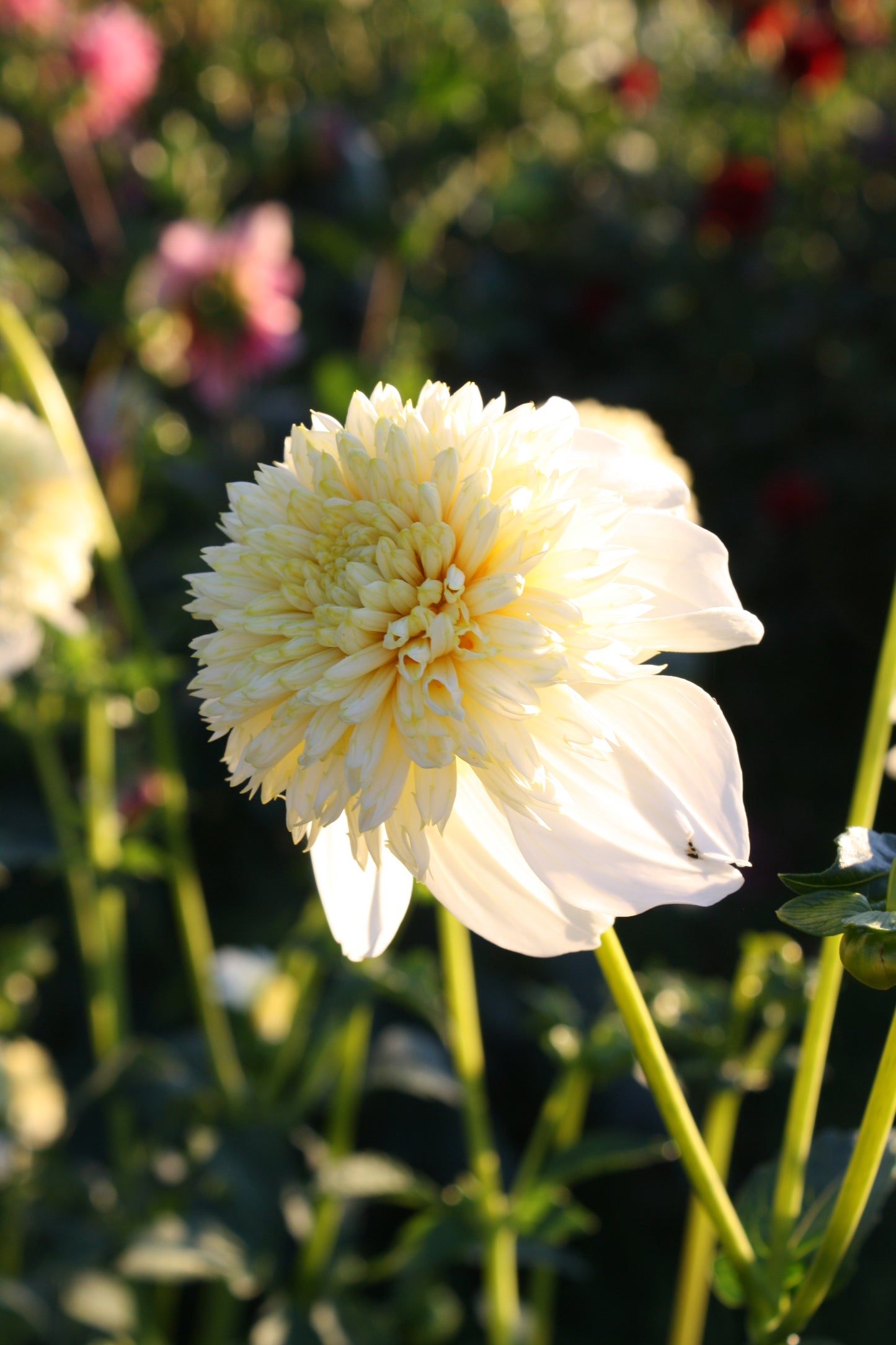 Platinum Blonde Dahlia Tuber