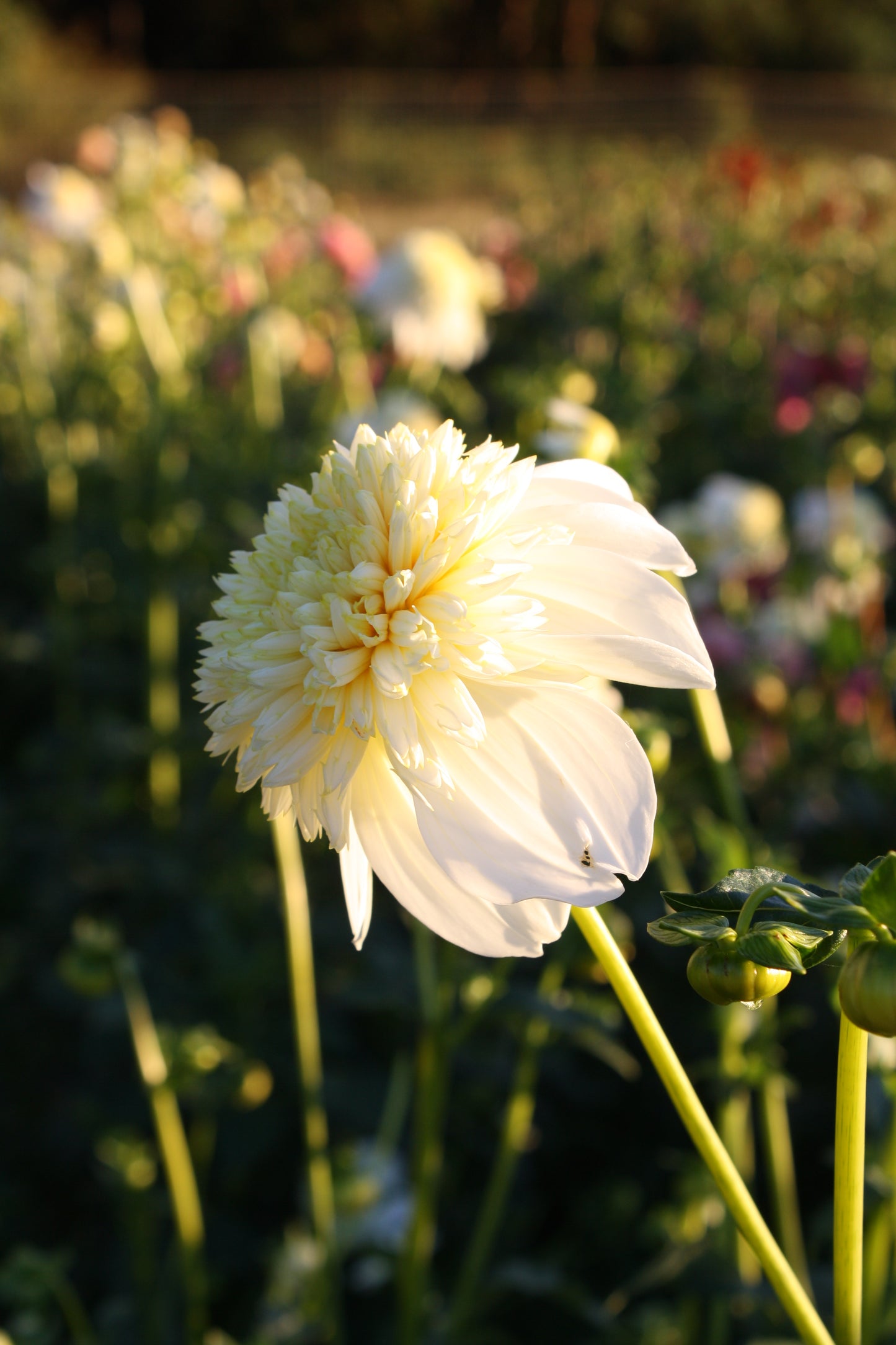 Platinum Blonde Dahlia Tuber