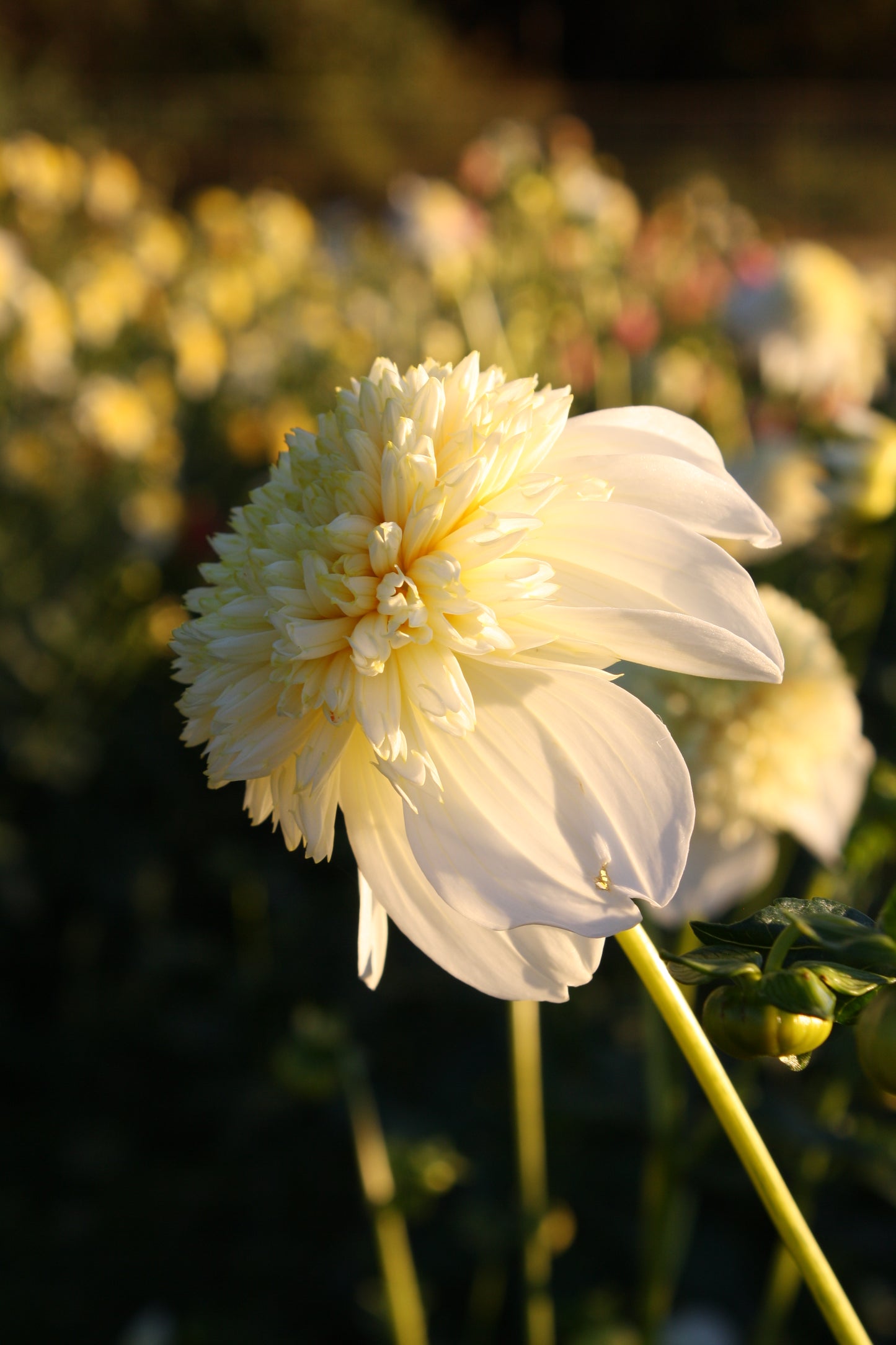 Platinum Blonde Dahlia Tuber