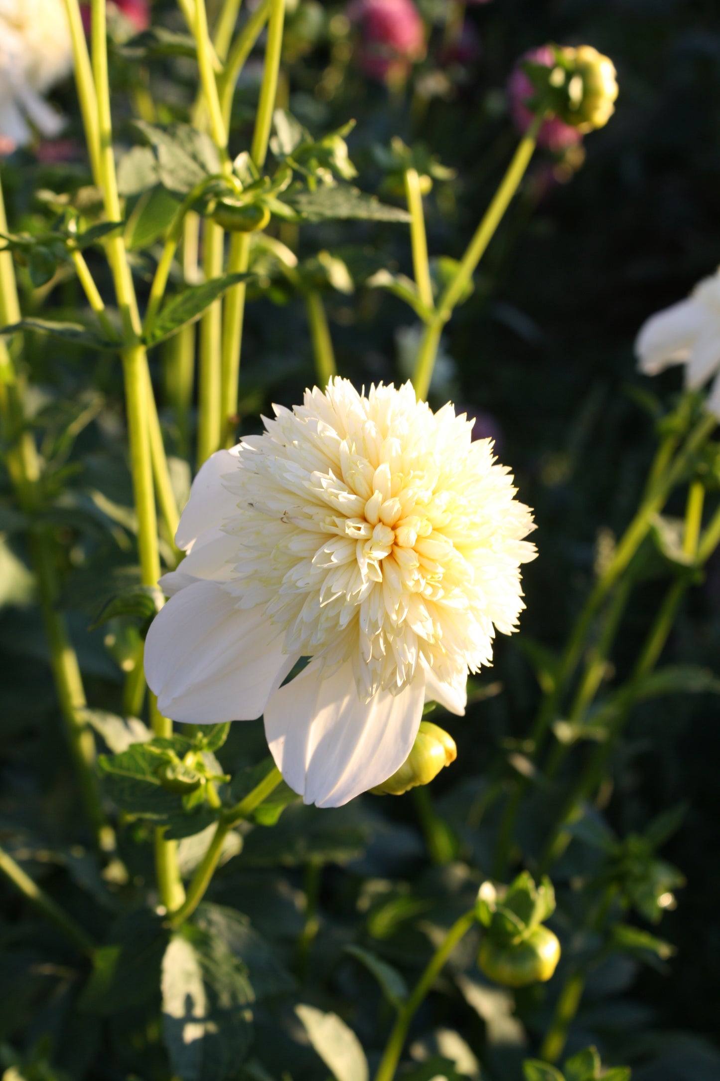 Platinum Blonde Dahlia Tuber