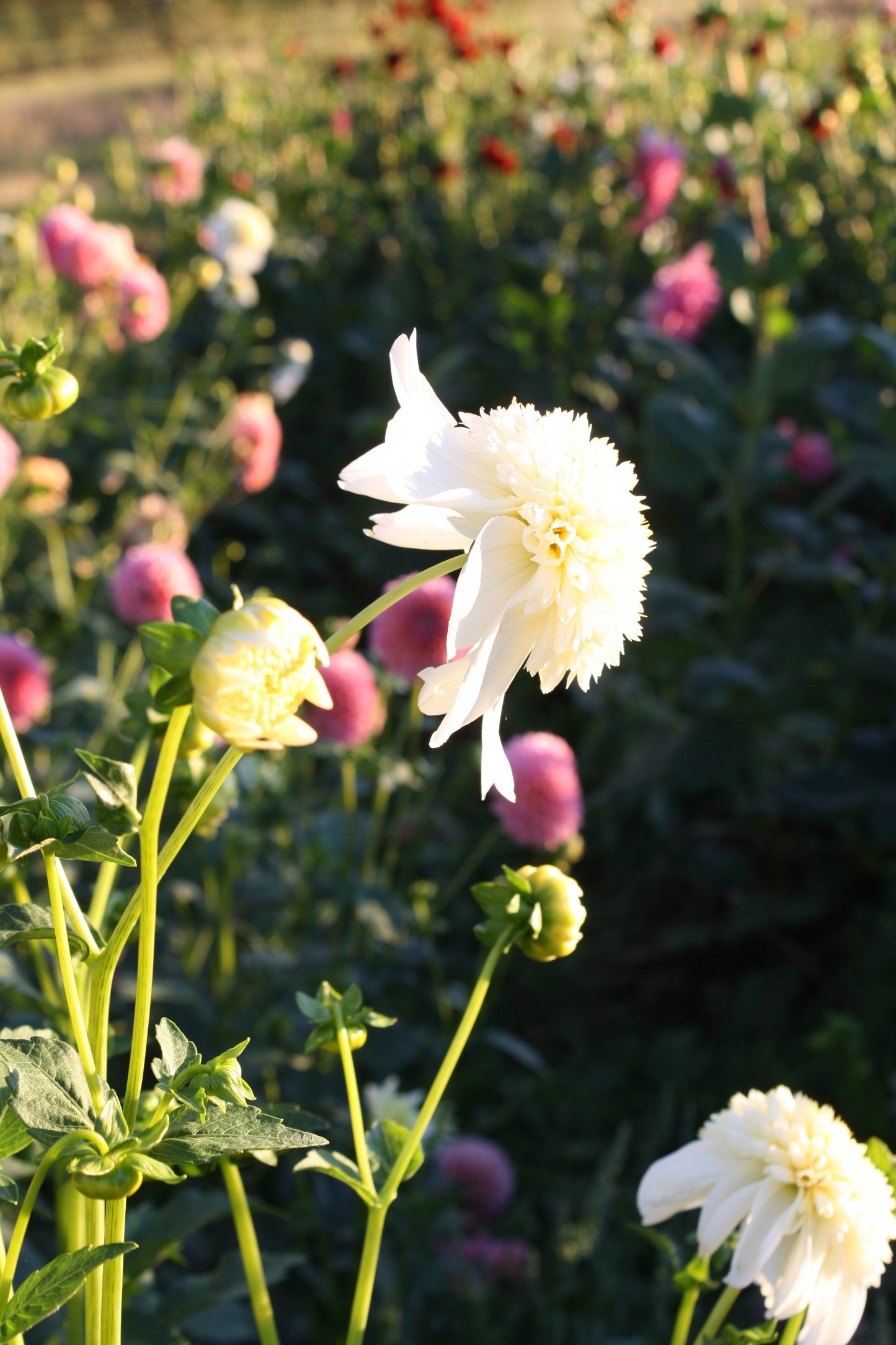 Platinum Blonde Dahlia Tuber