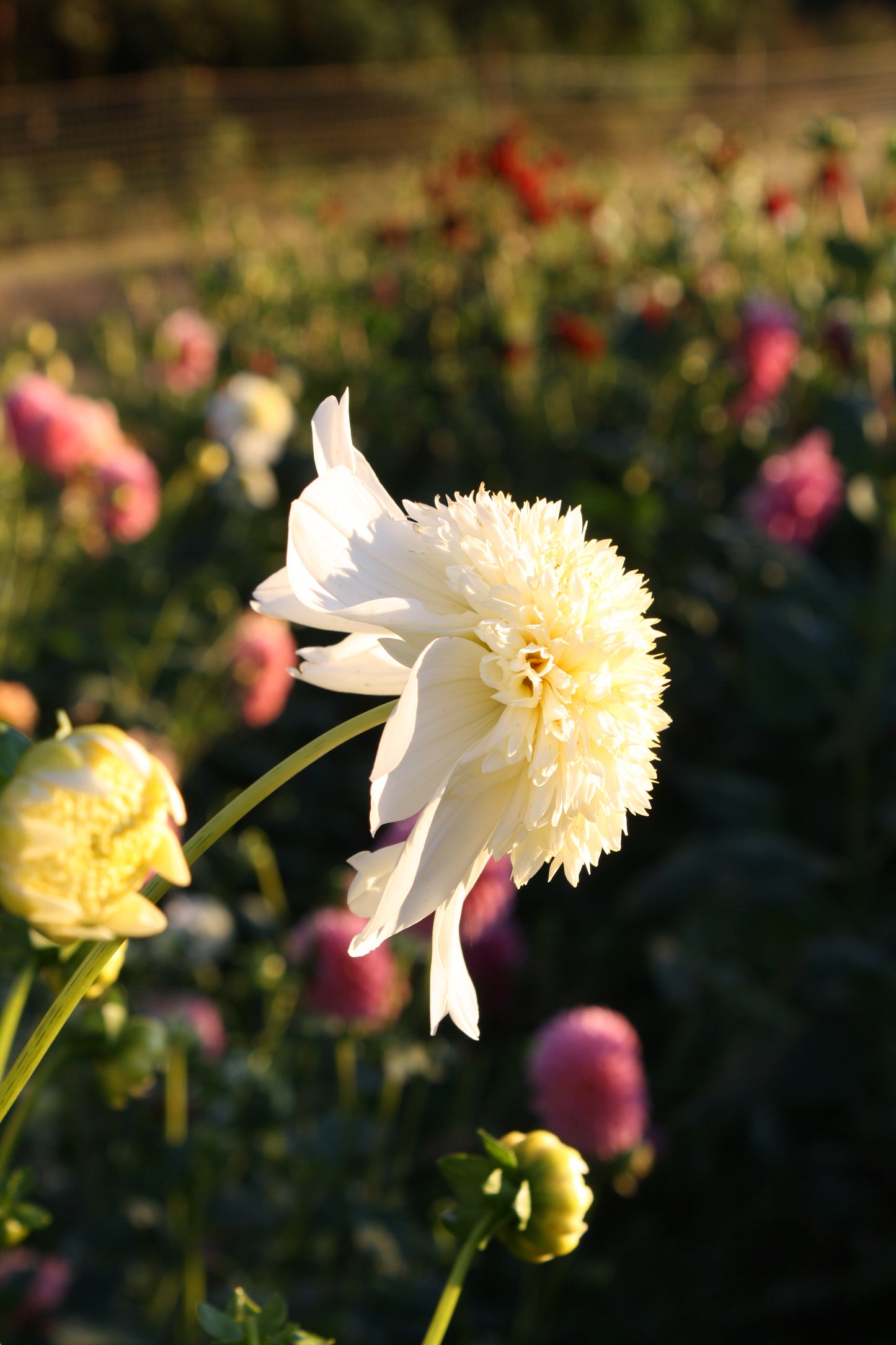 Platinum Blonde Dahlia Tuber