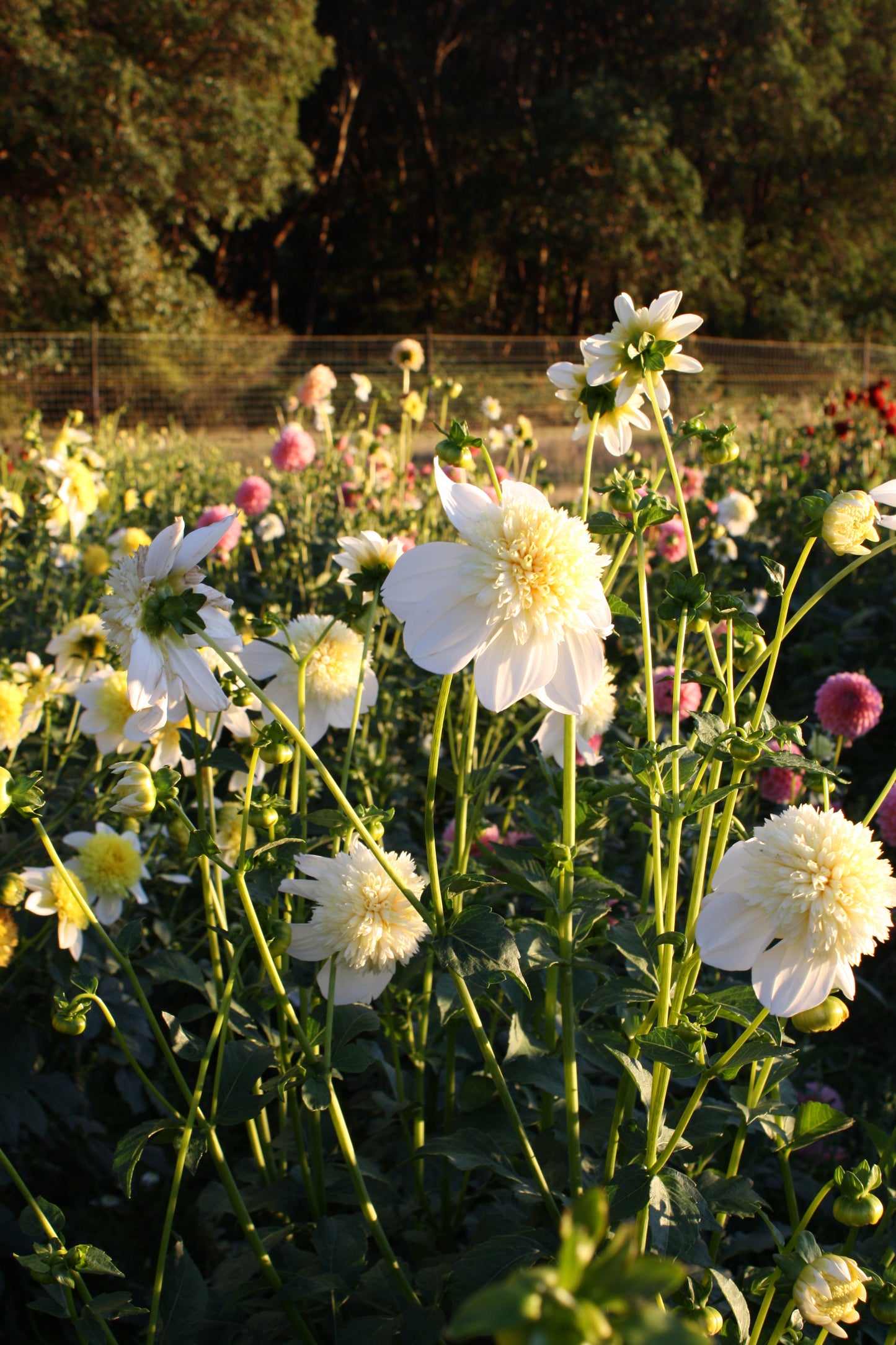 Platinum Blonde Dahlia Tuber