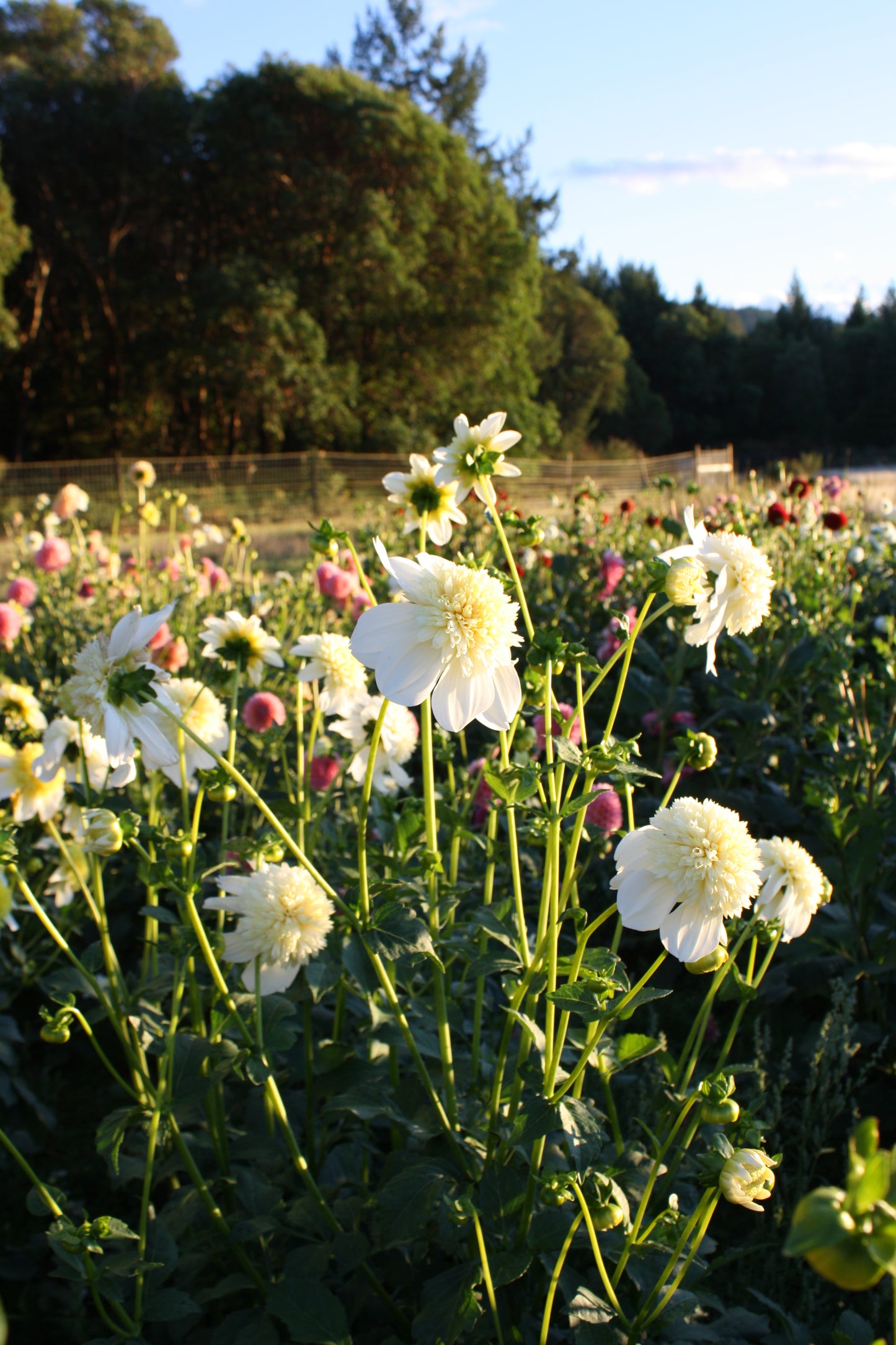 Platinum Blonde Dahlia Tuber