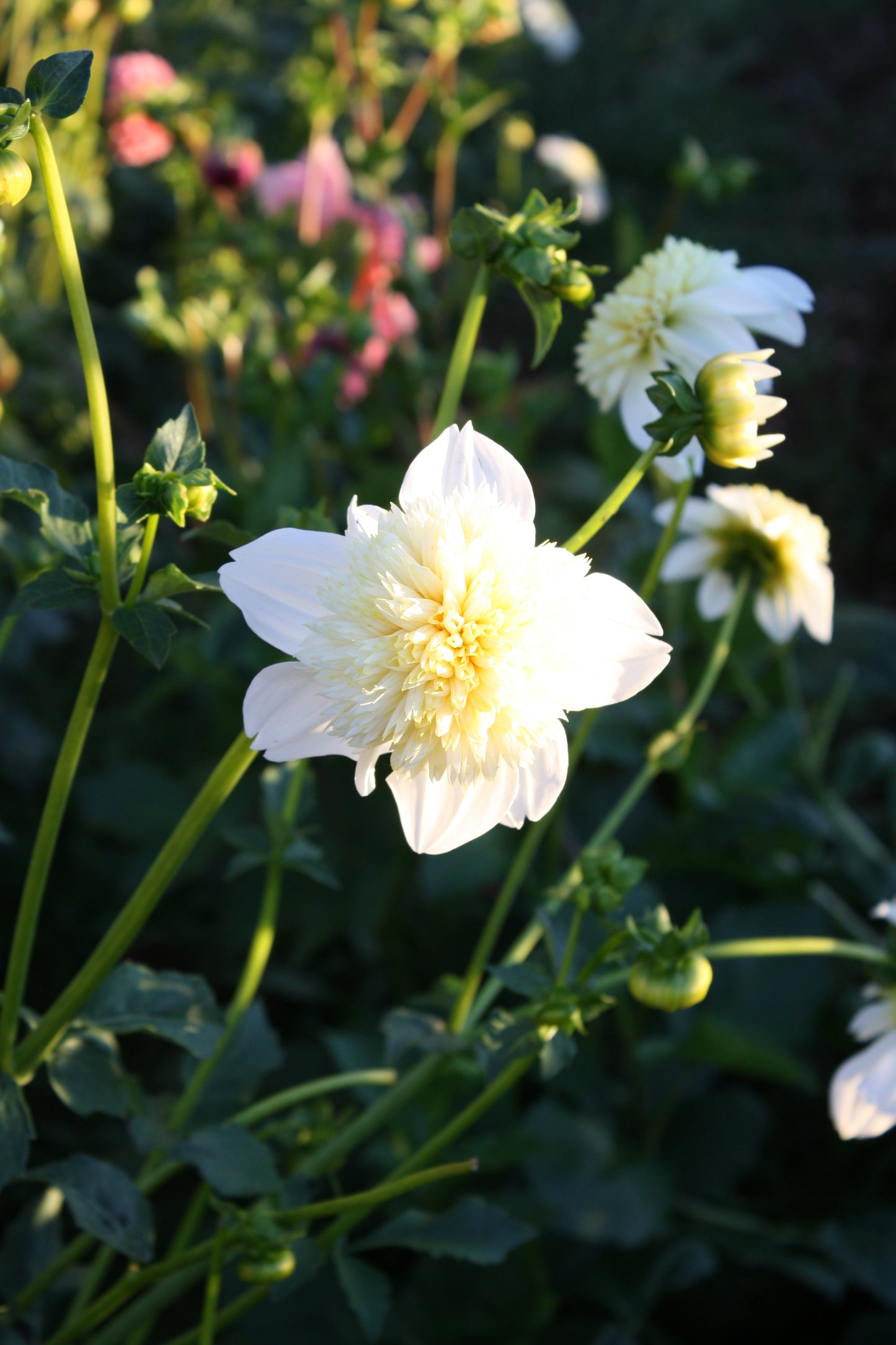 Platinum Blonde Dahlia Tuber