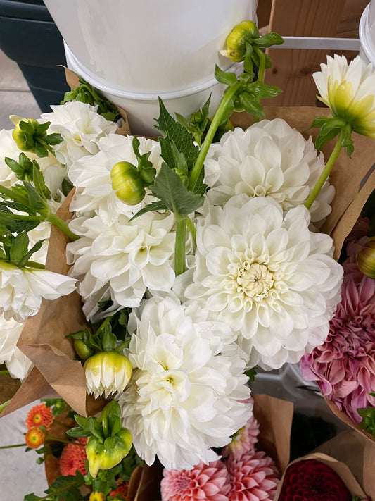 Bride to Be Dahlia Tuber