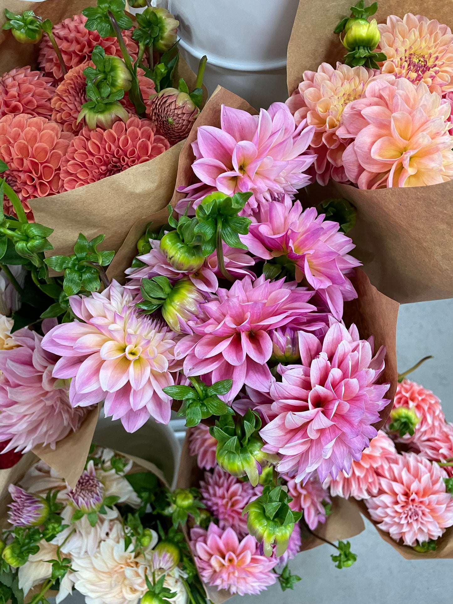 Castle Drive Dahlia Tuber