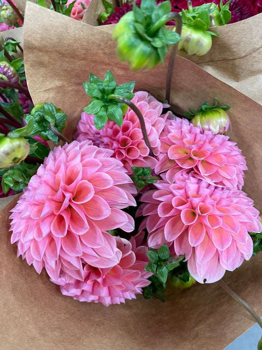 Linda's Baby Dahlia Tuber