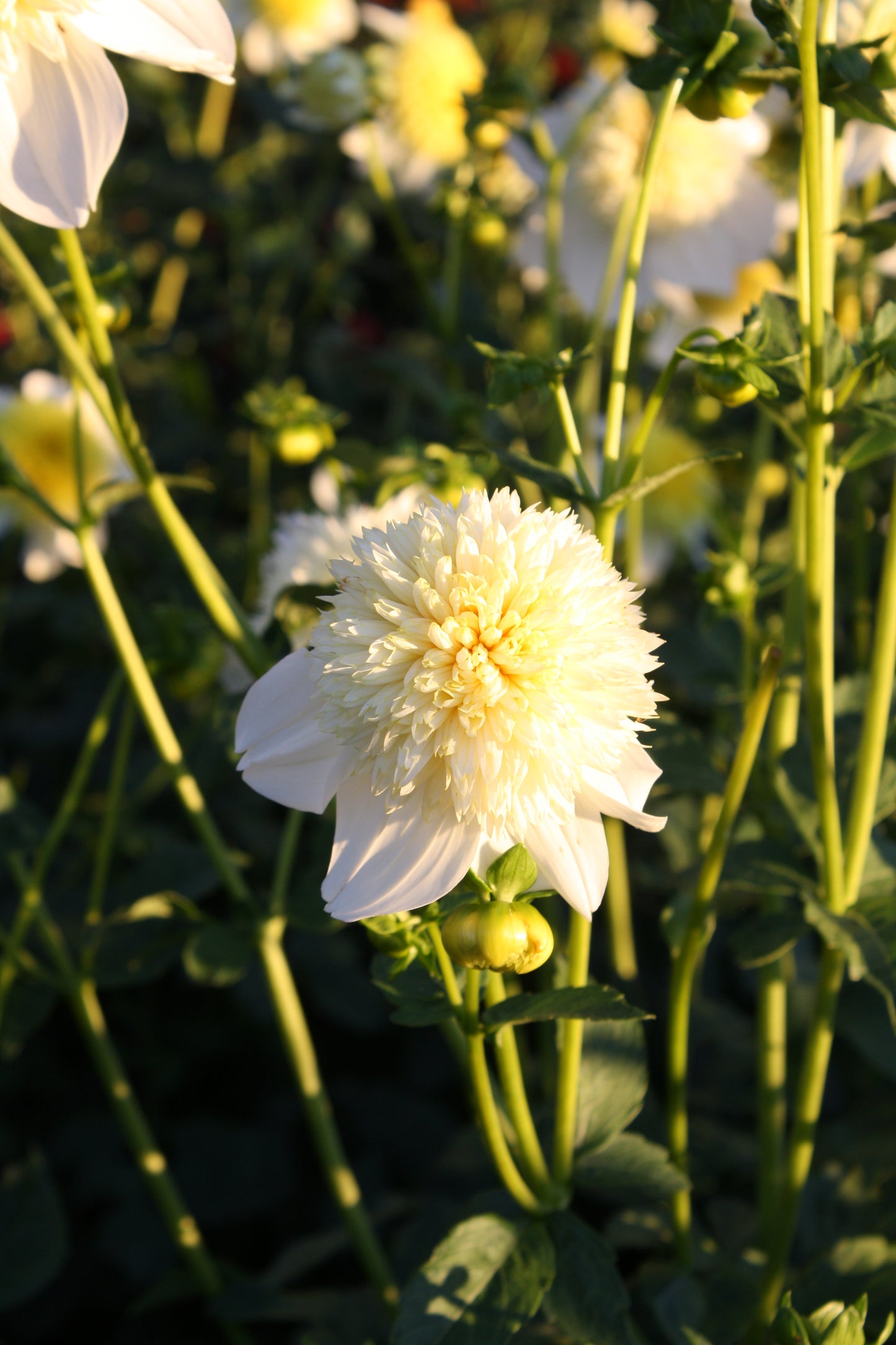 Platinum Blonde Dahlia Tuber