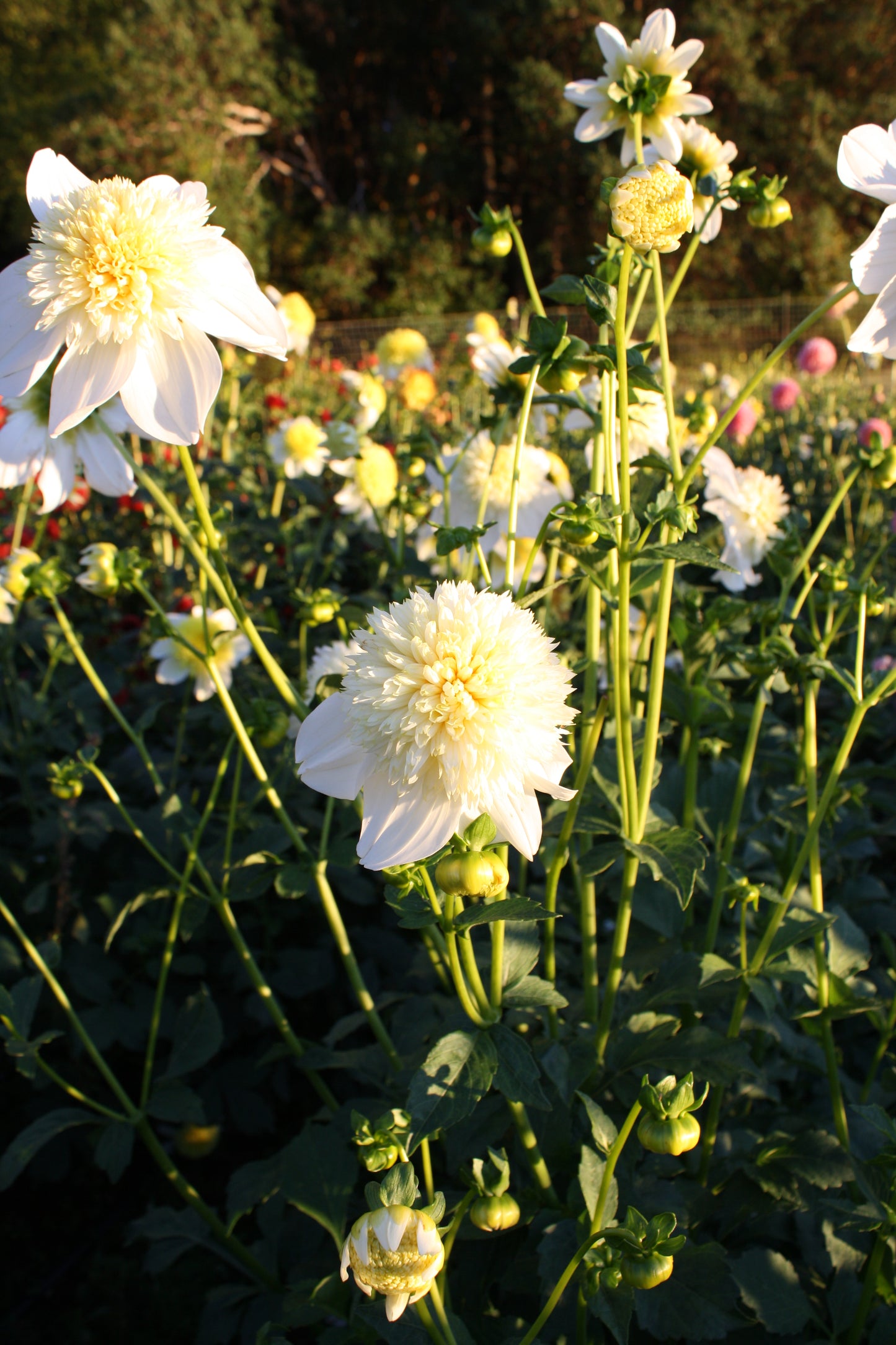 Platinum Blonde Dahlia Tuber