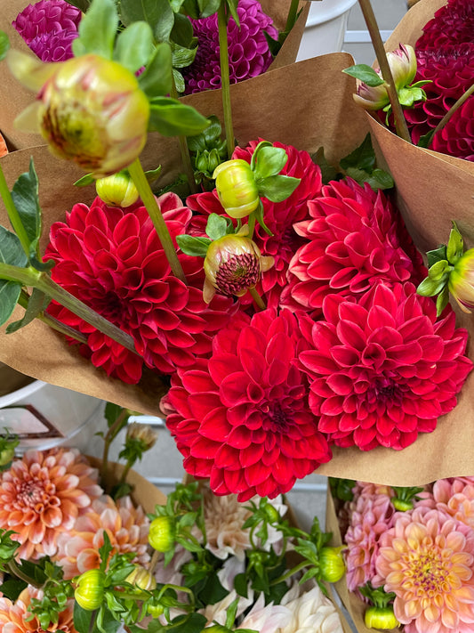 Lollipop Dahlia Tuber