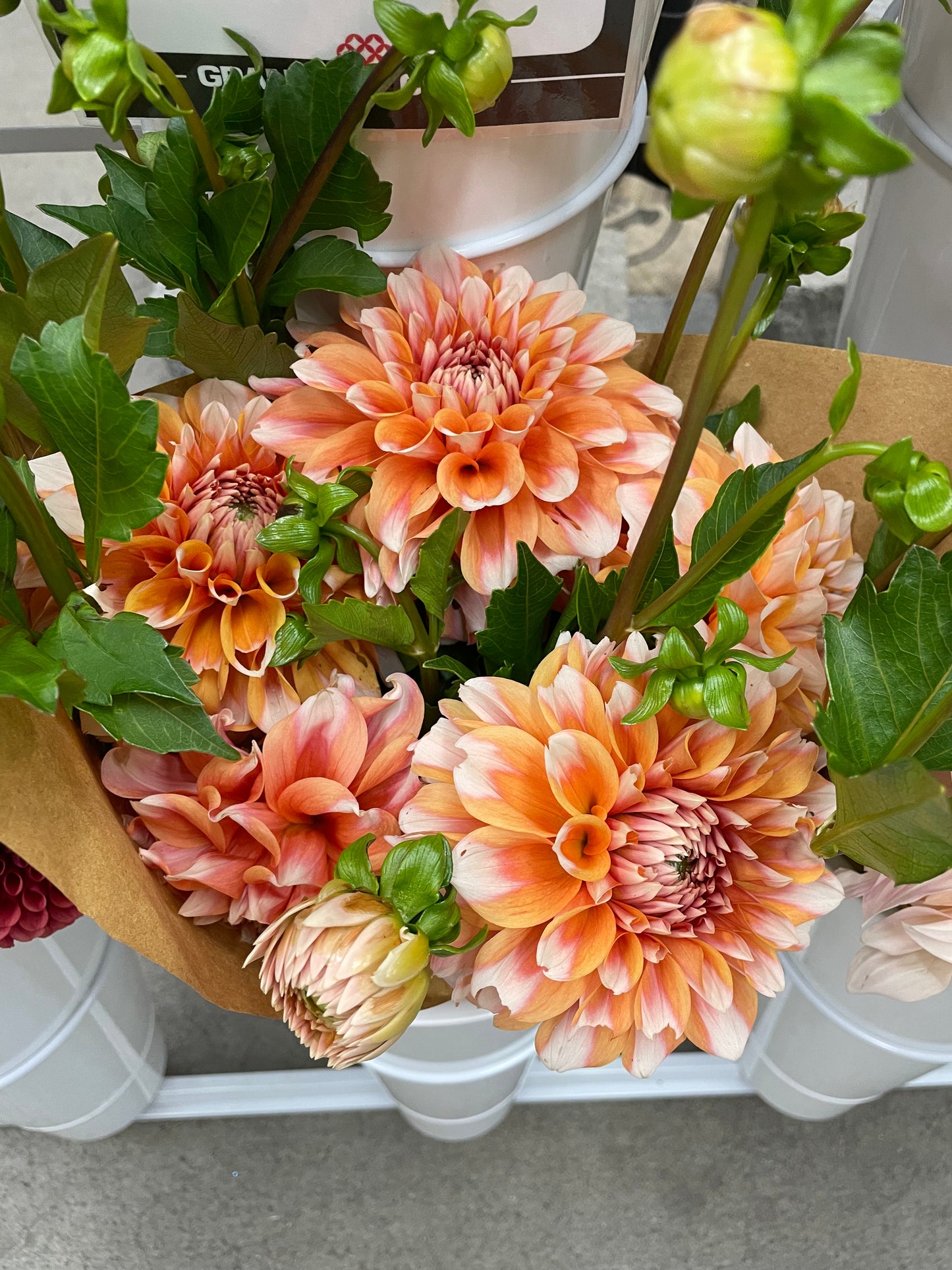 Hollyhill Orange Ice Dahlia Tuber