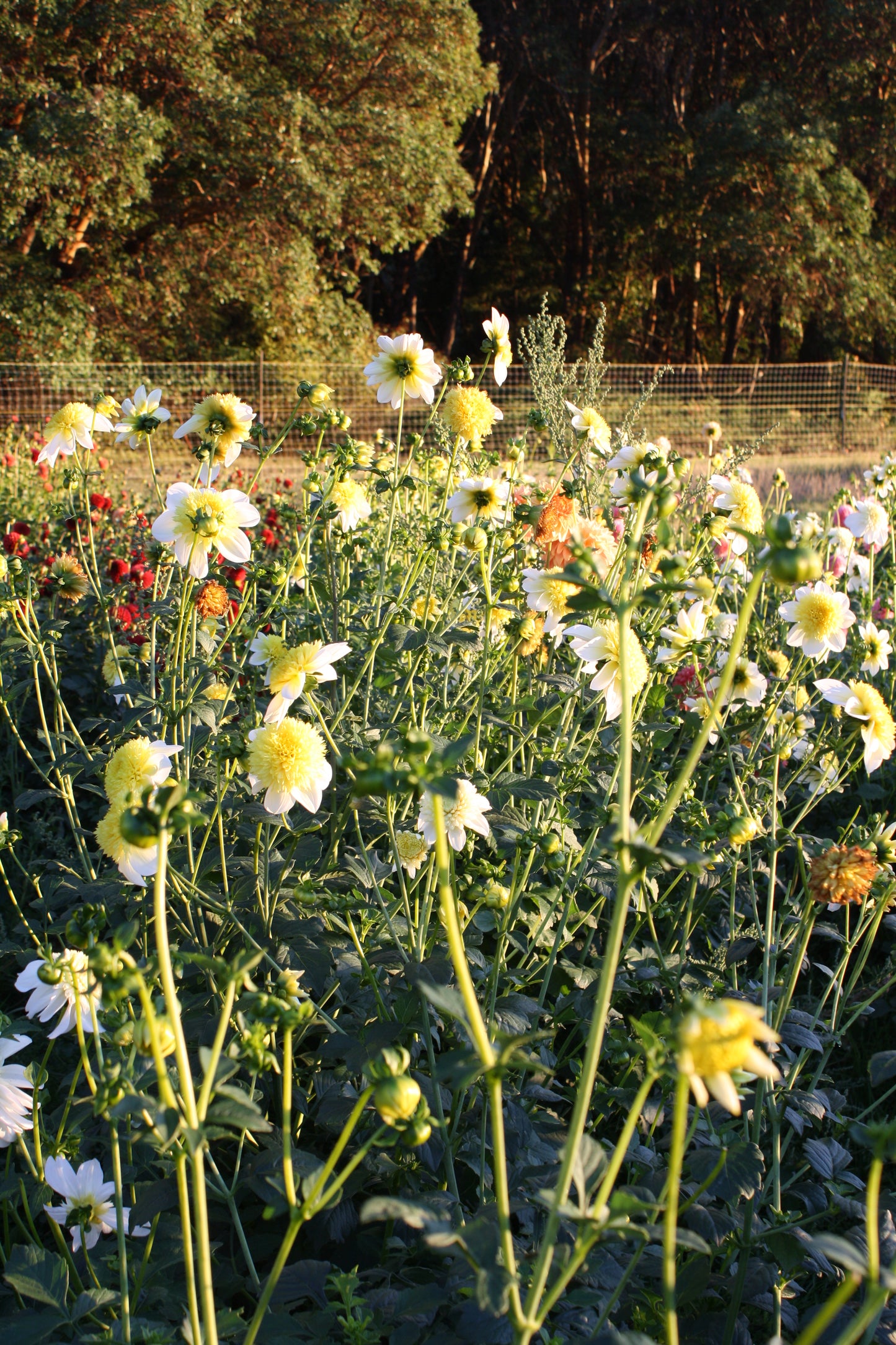 Sandia Summertime Dahlia Tuber