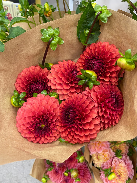 Brown Sugar Dahlia Tuber