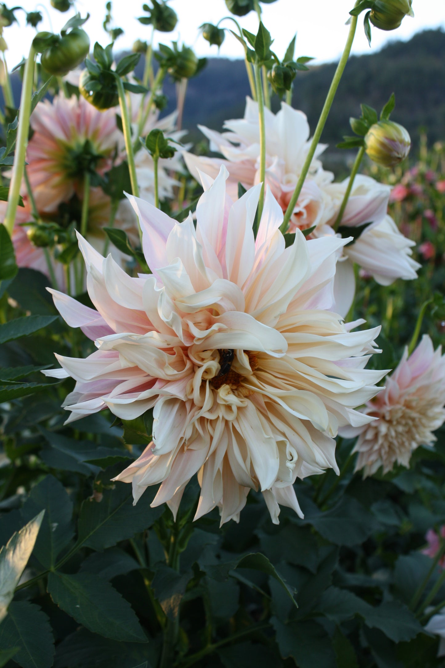 Cafe au Lait Dahlia Tuber