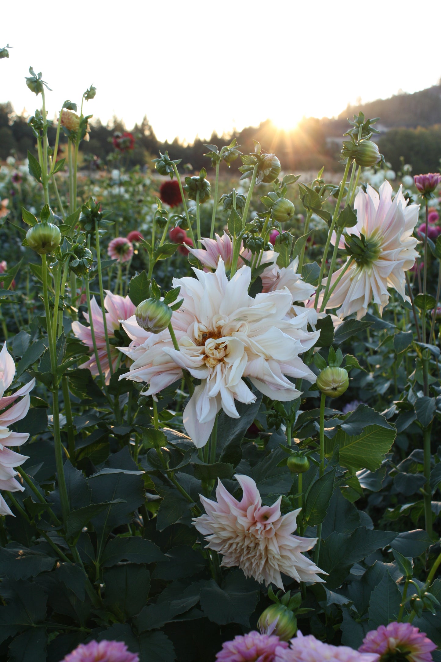 Cafe au Lait Dahlia Tuber