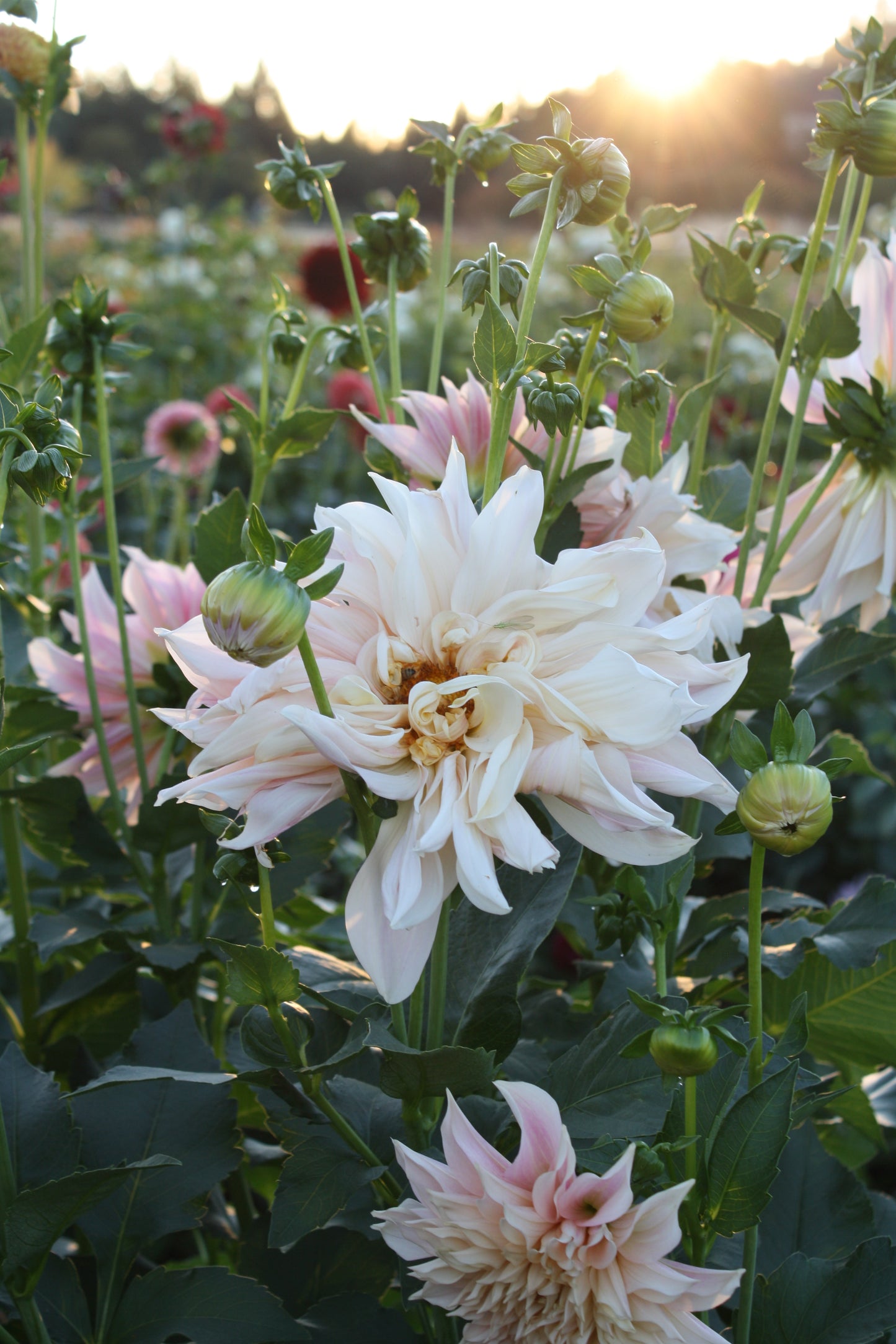 Cafe au Lait Dahlia Tuber