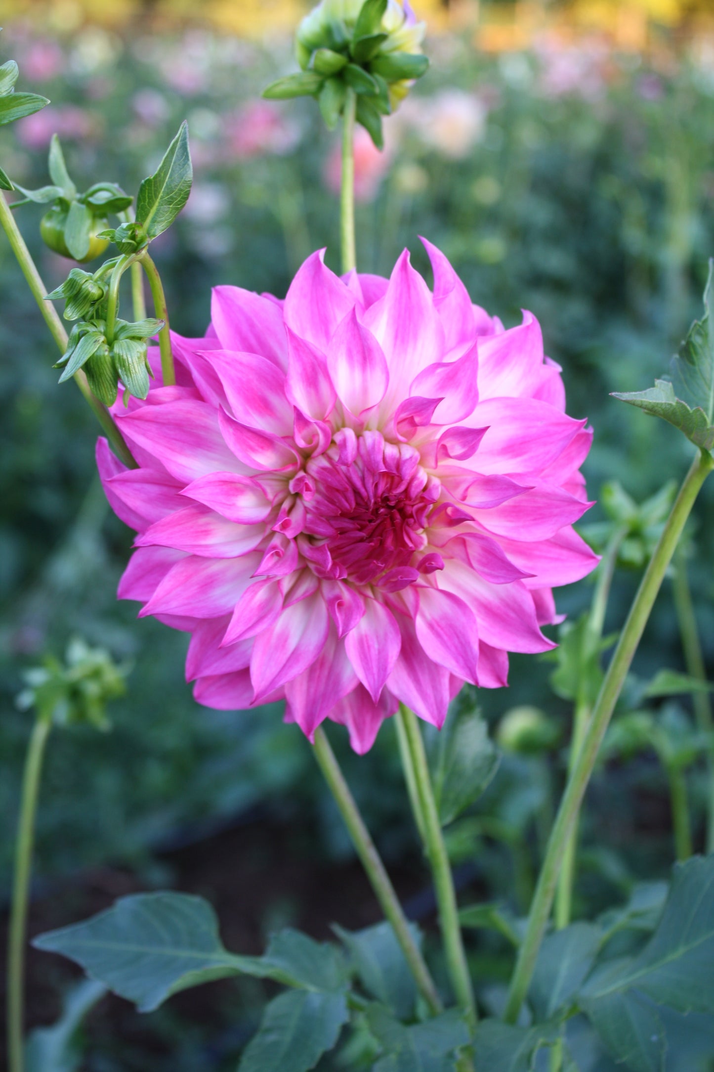 Colorado Classic Dahlia Tuber