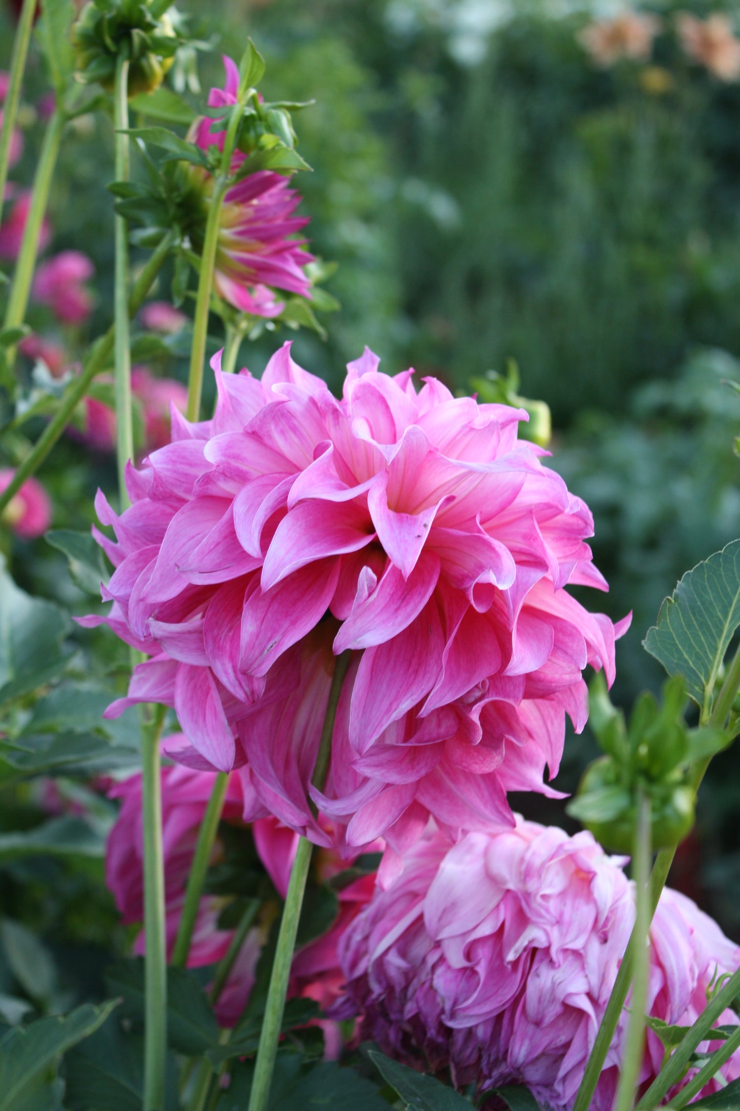 Colorado Classic Dahlia Tuber