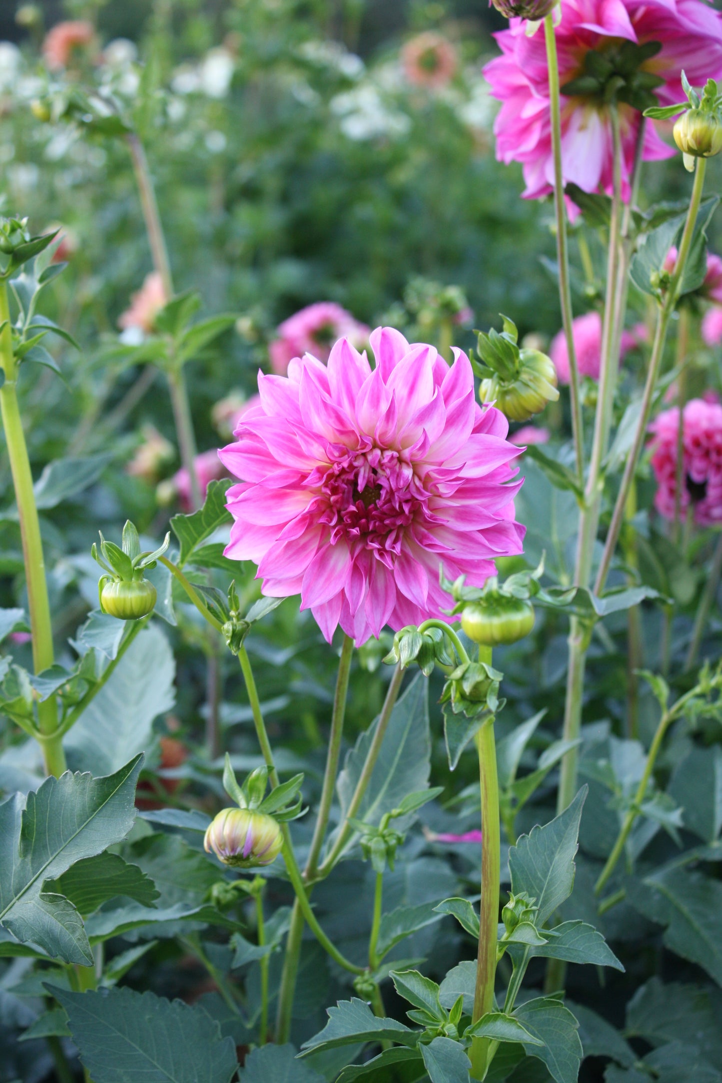 Colorado Classic Dahlia Tuber
