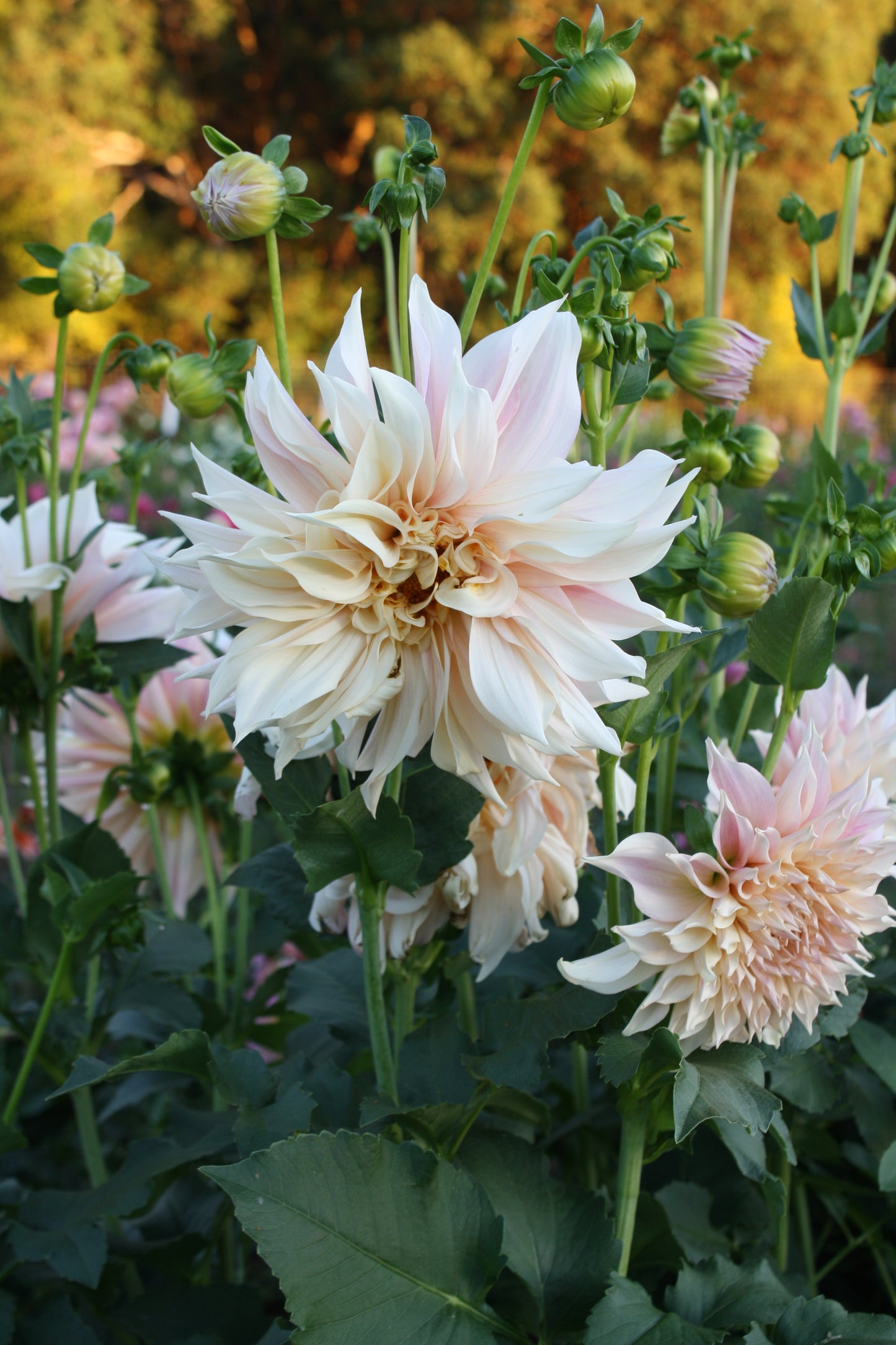 Cafe au Lait Dahlia Tuber