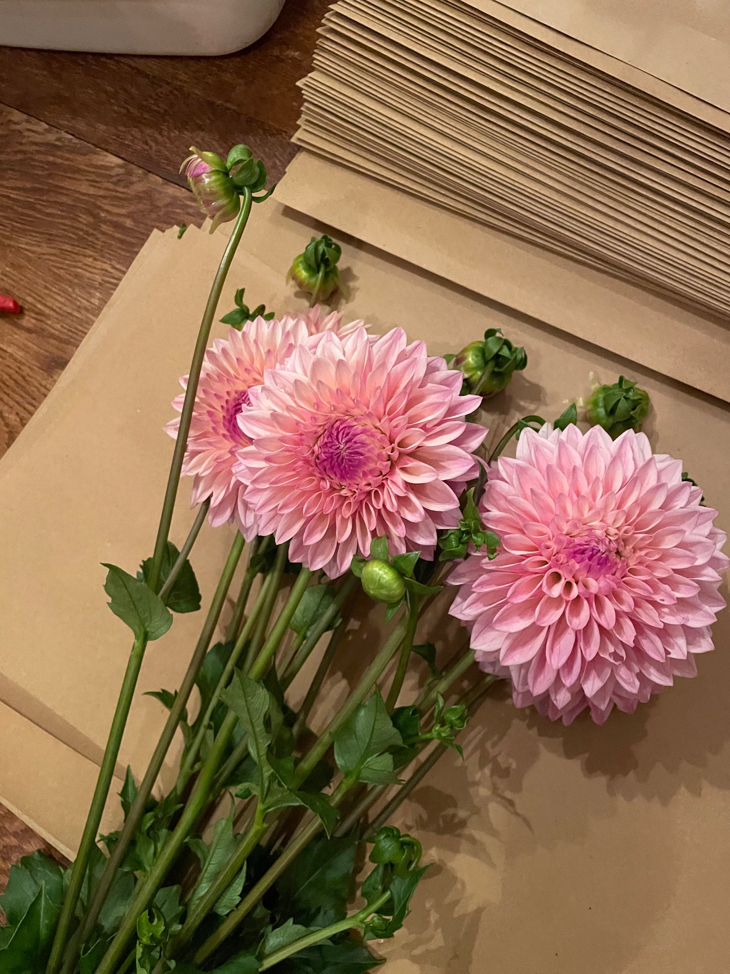 Castle Drive Dahlia Tuber