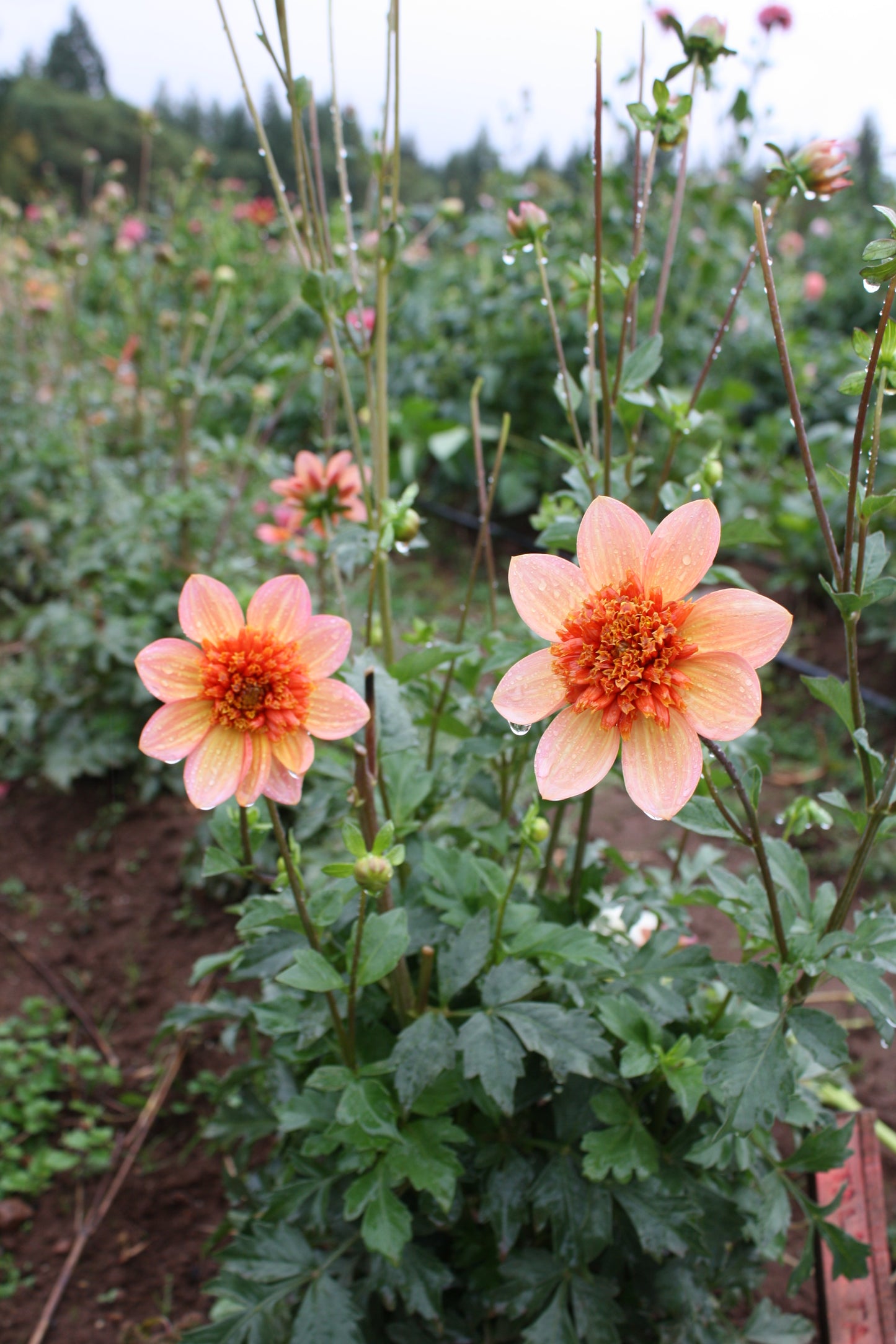 Totally Tangerine Dahlia Tuber