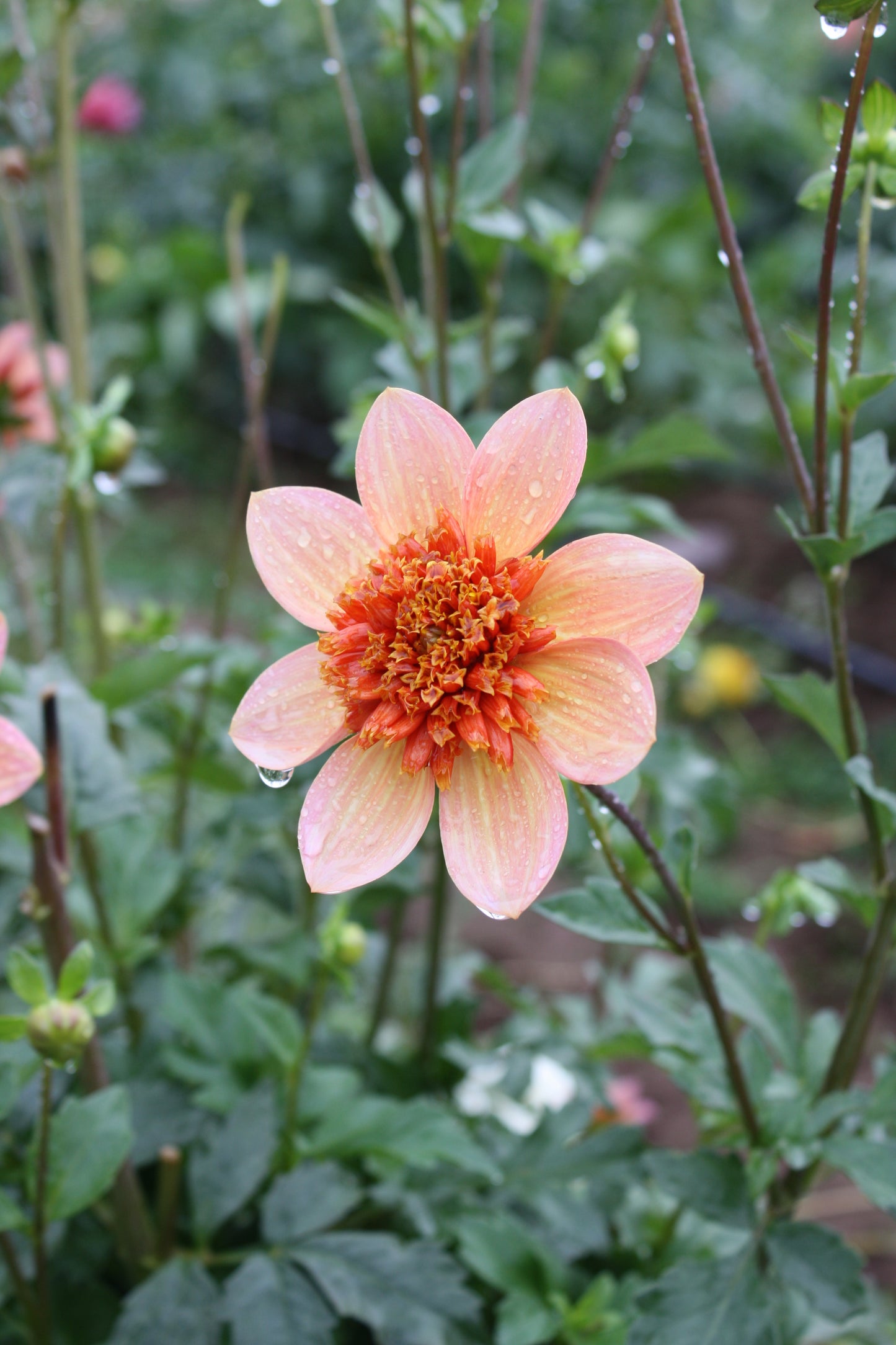 Totally Tangerine Dahlia Tuber