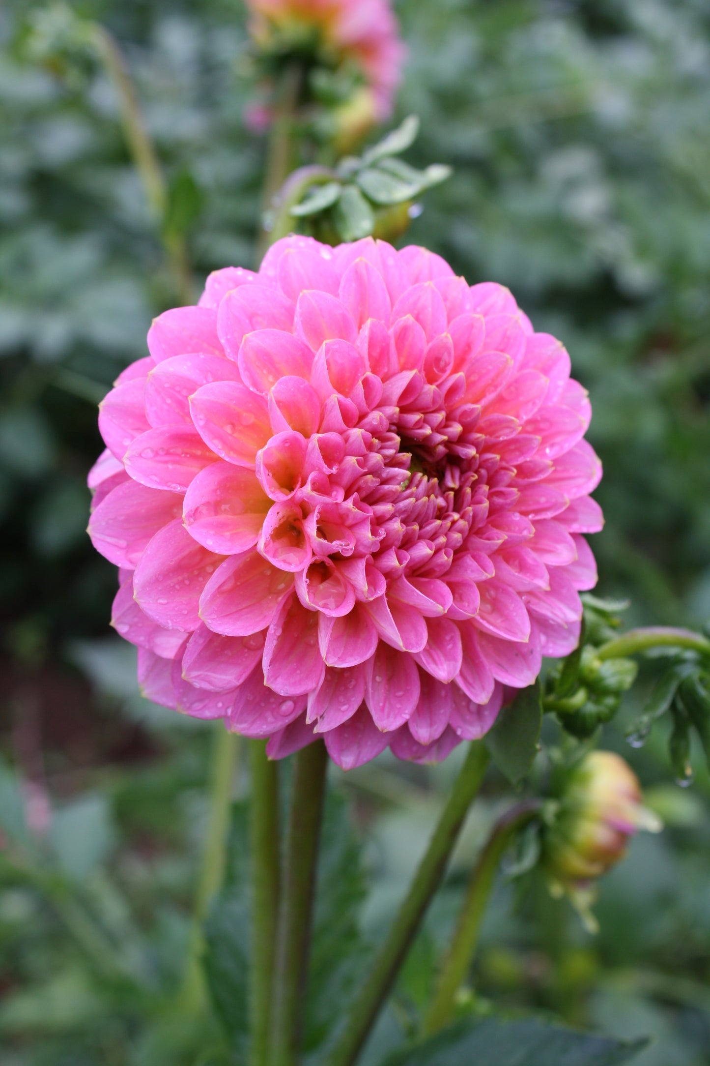 Pink Runner Dahlia Tuber