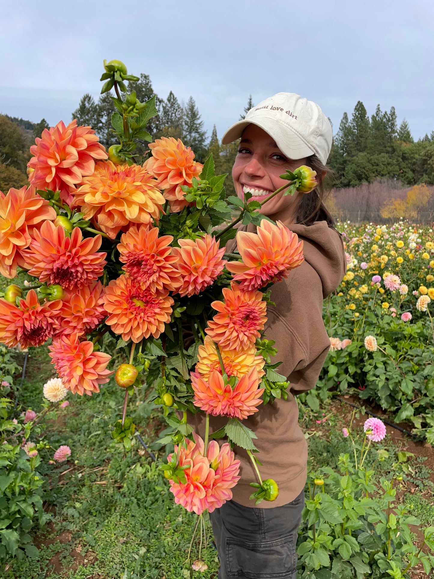 Ferncliff Copper Dahlia Tuber