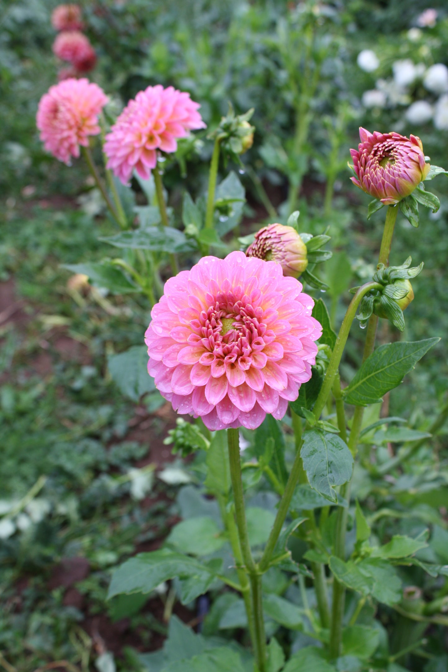 Pink Runner Dahlia Tuber