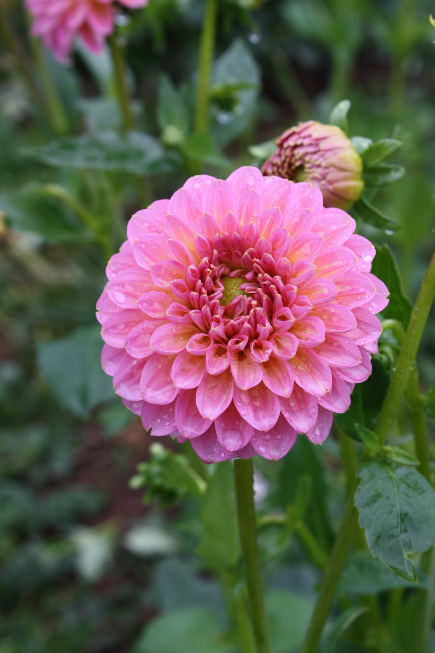 Pink Runner Dahlia Tuber
