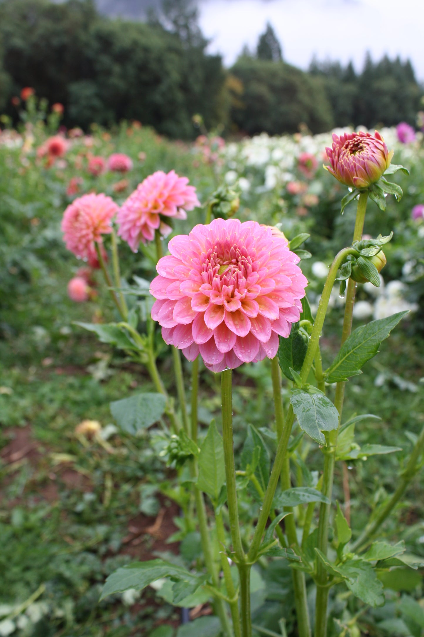 Pink Runner Dahlia Tuber