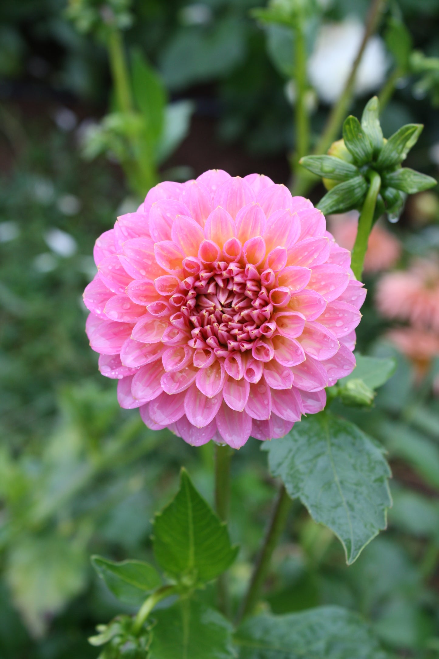 Pink Runner Dahlia Tuber