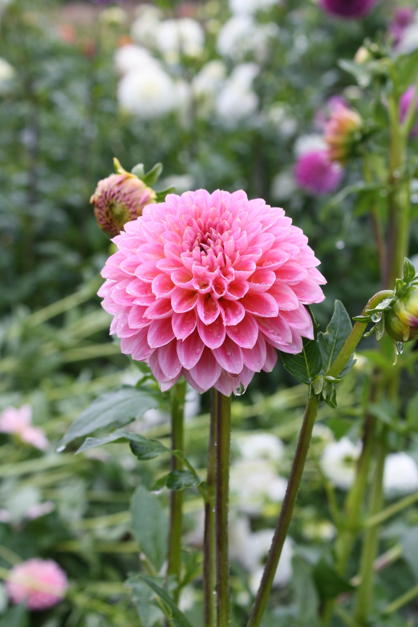 Pink Runner Dahlia Tuber