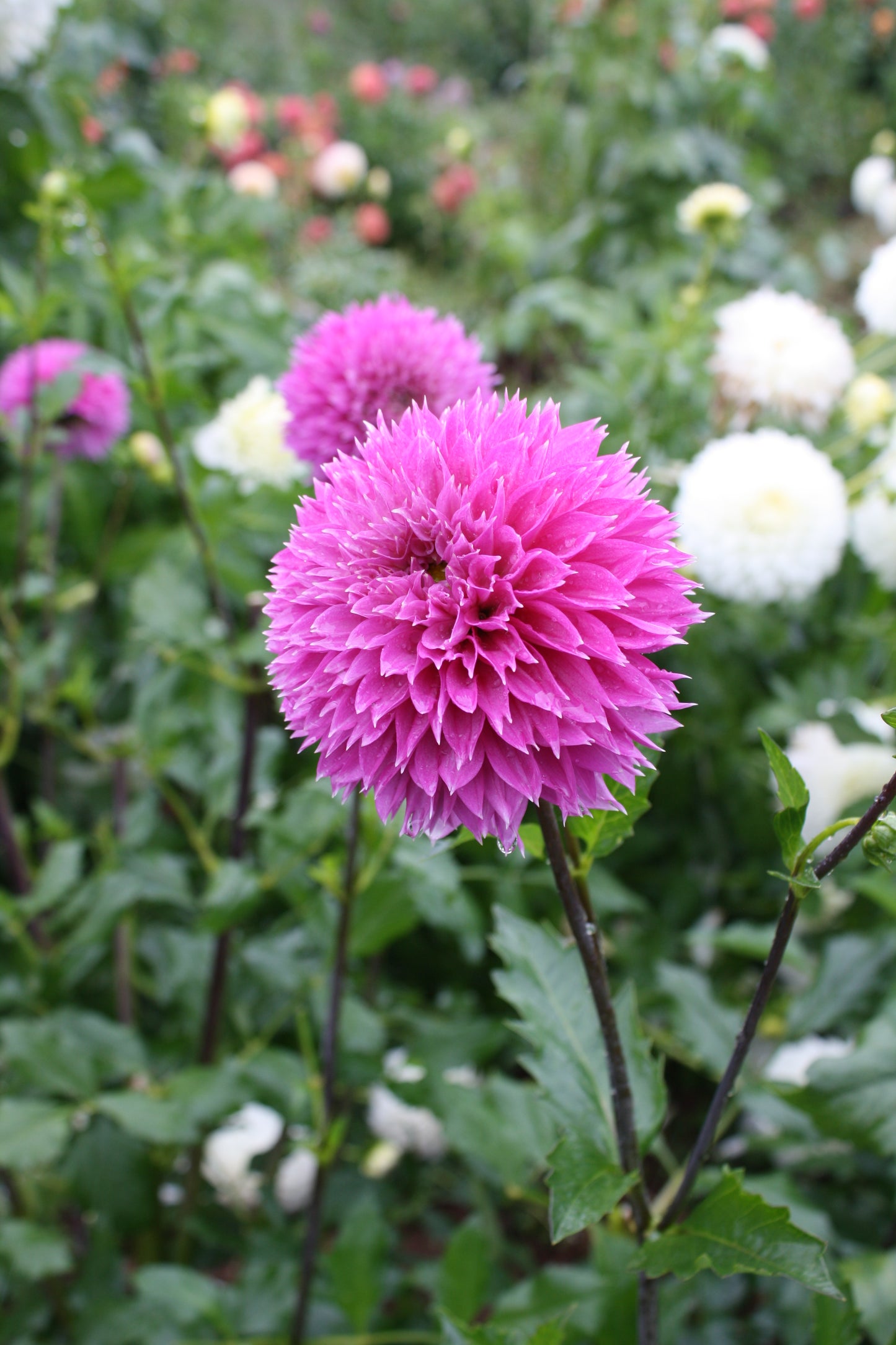 Frizzy Lizzy Dahlia Tuber