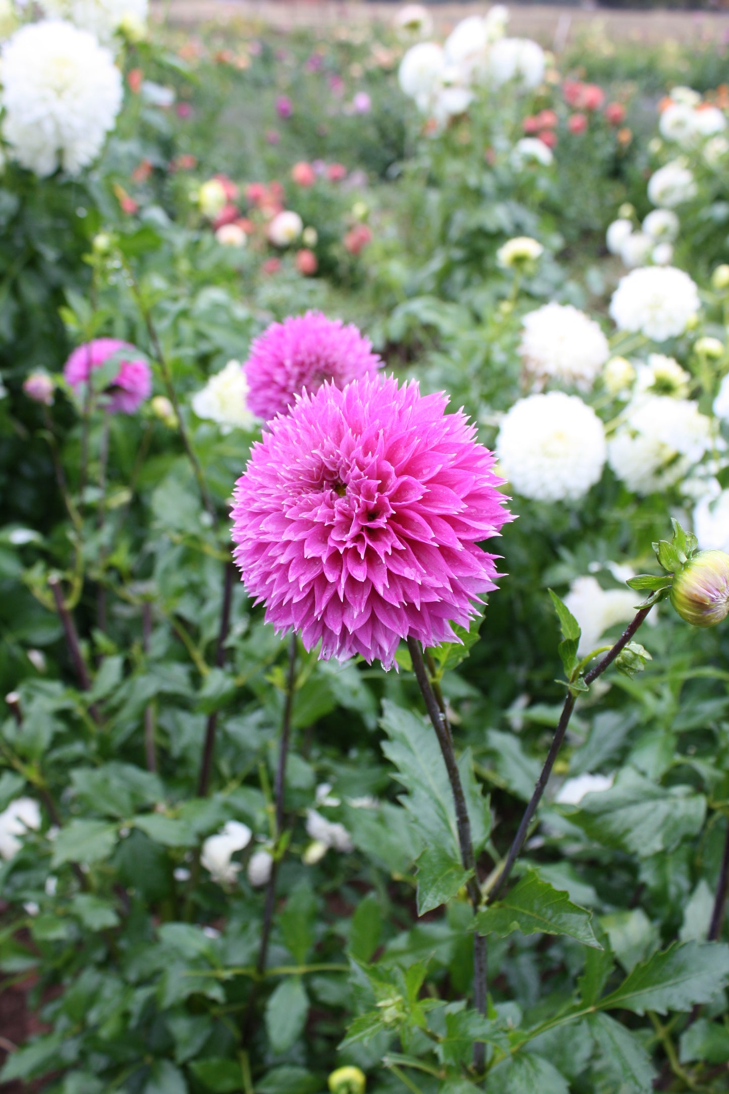 Frizzy Lizzy Dahlia Tuber
