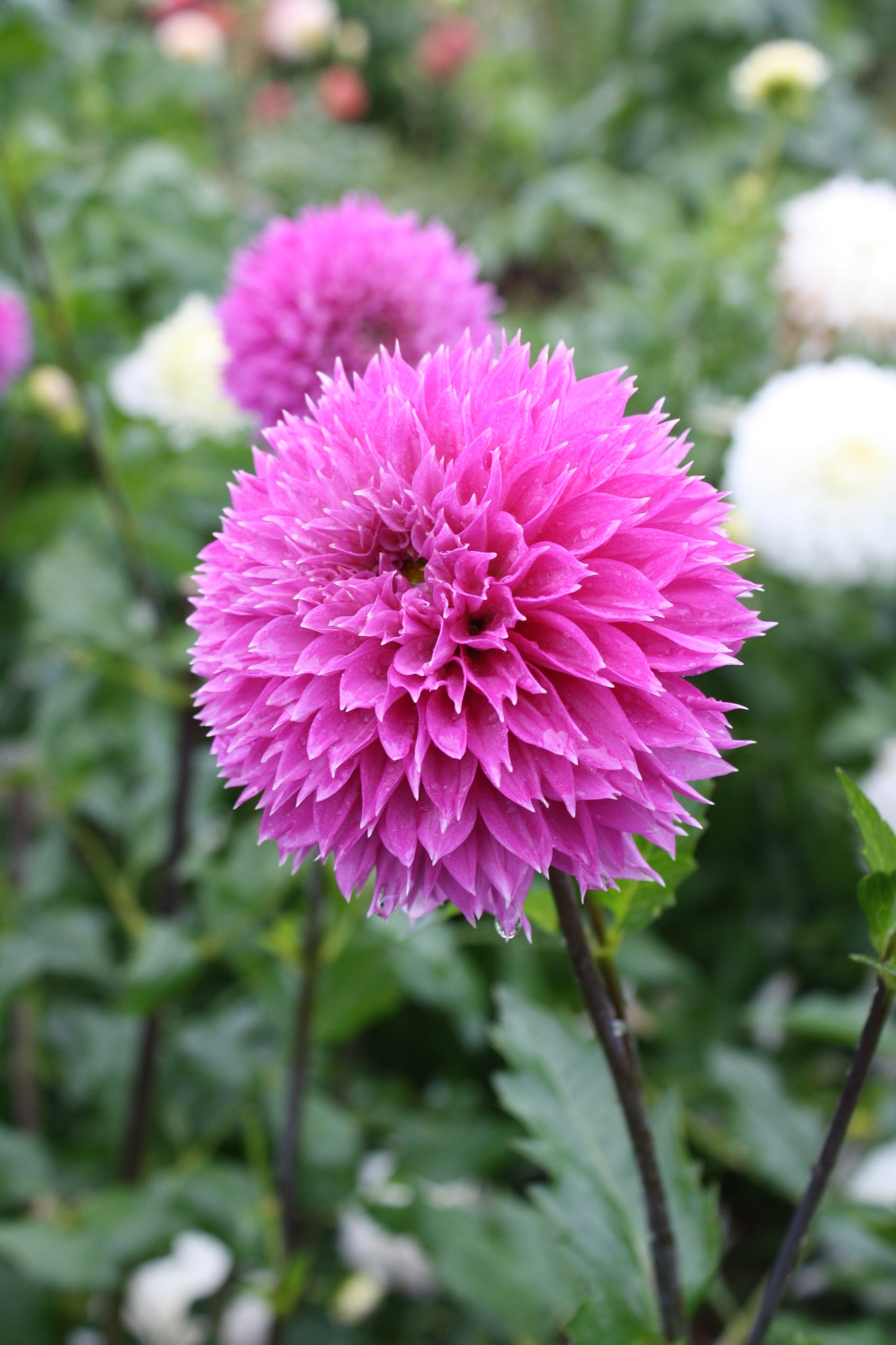 Frizzy Lizzy Dahlia Tuber