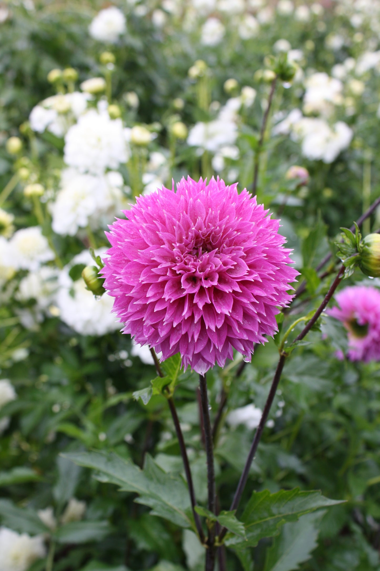 Frizzy Lizzy Dahlia Tuber