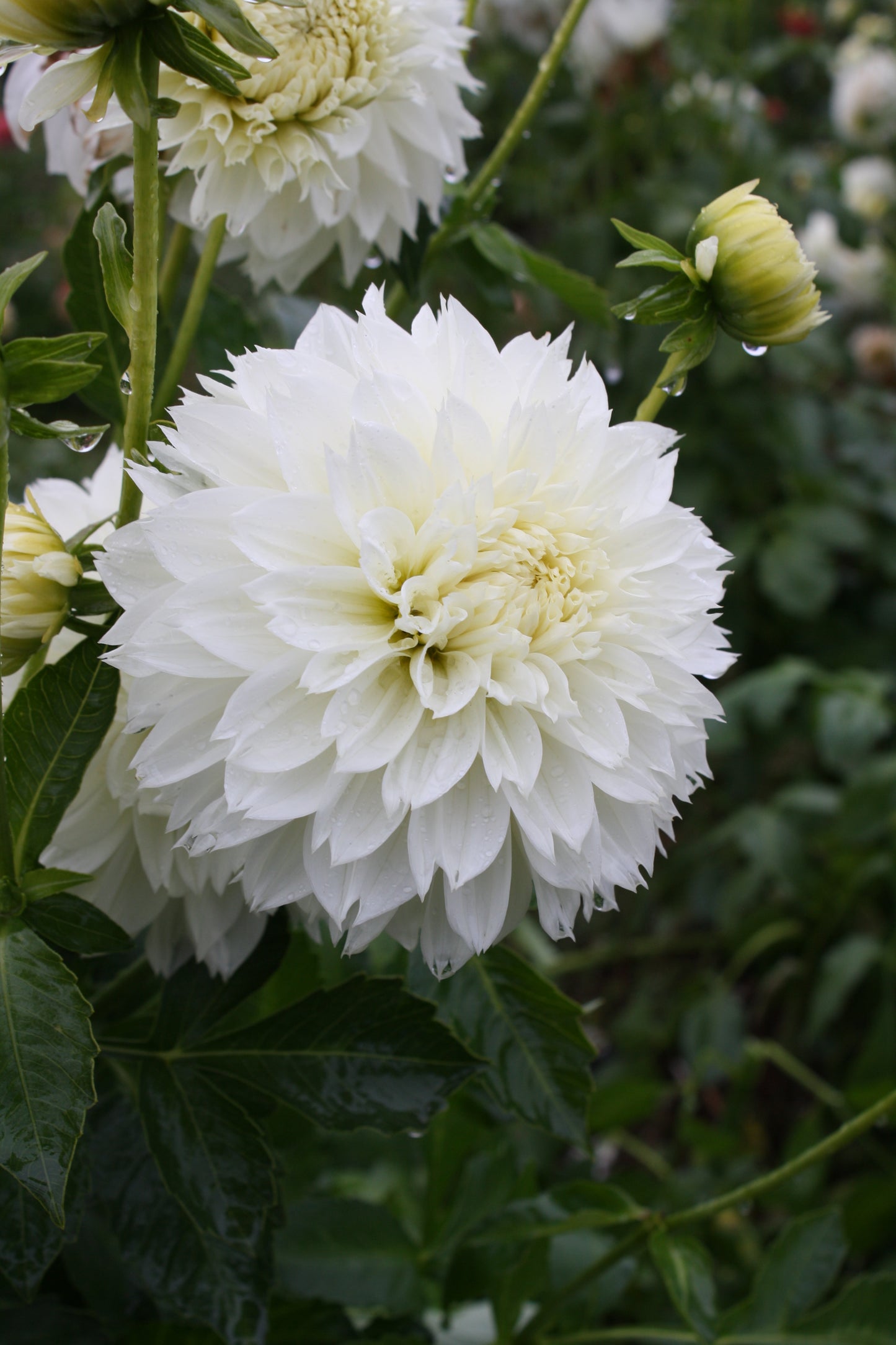 Gitt's Attention Dahlia Tuber