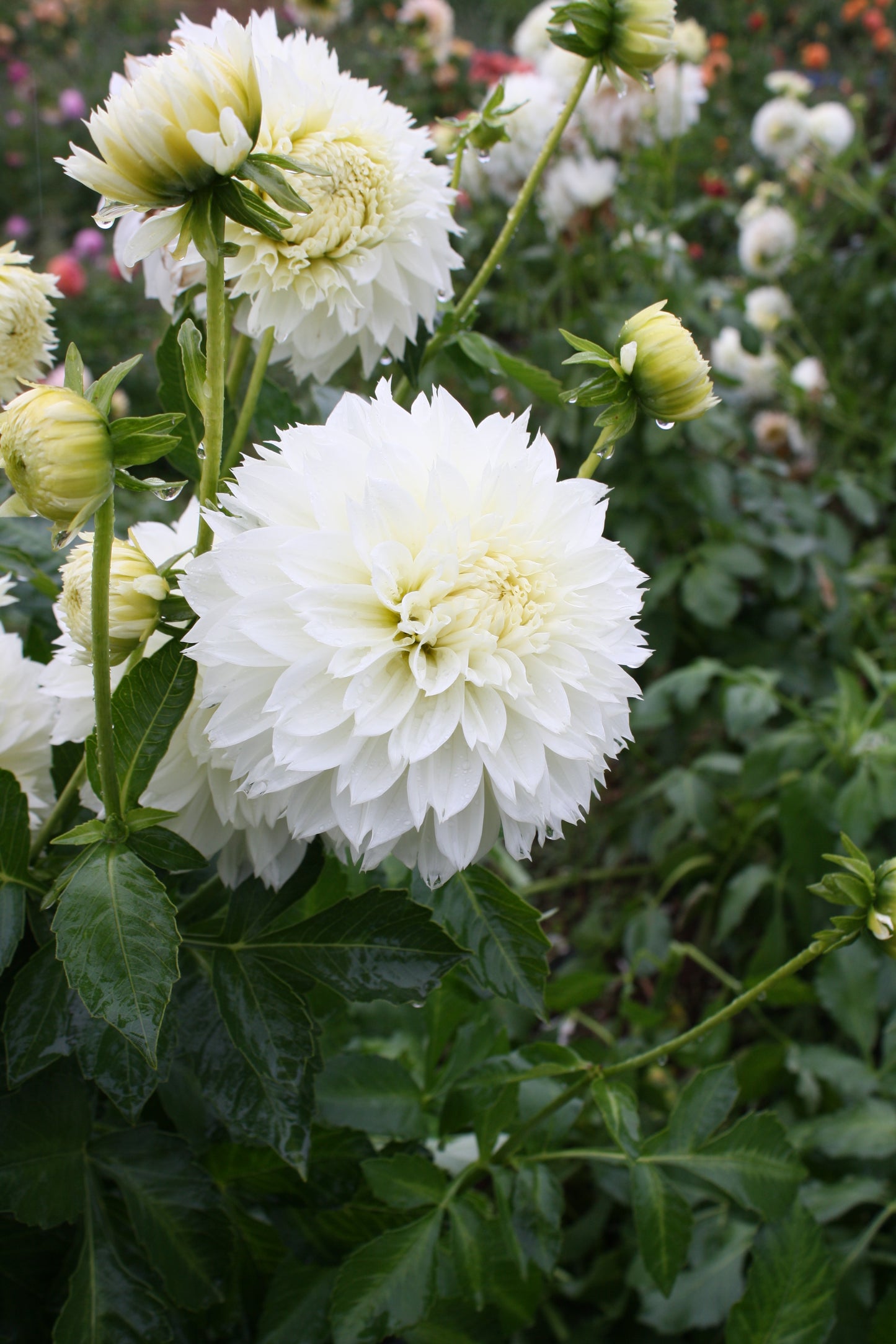 Gitt's Attention Dahlia Tuber