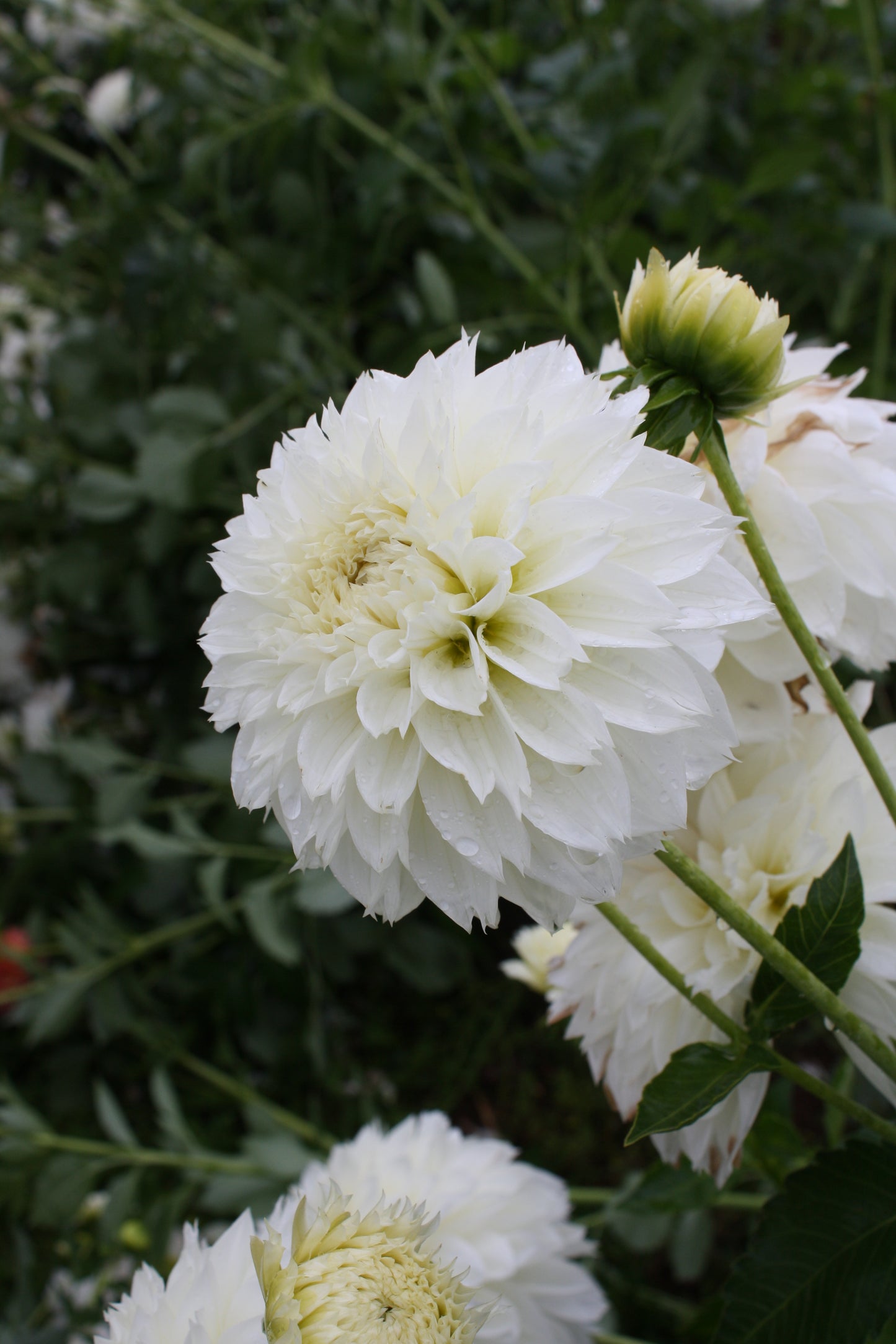 Gitt's Attention Dahlia Tuber