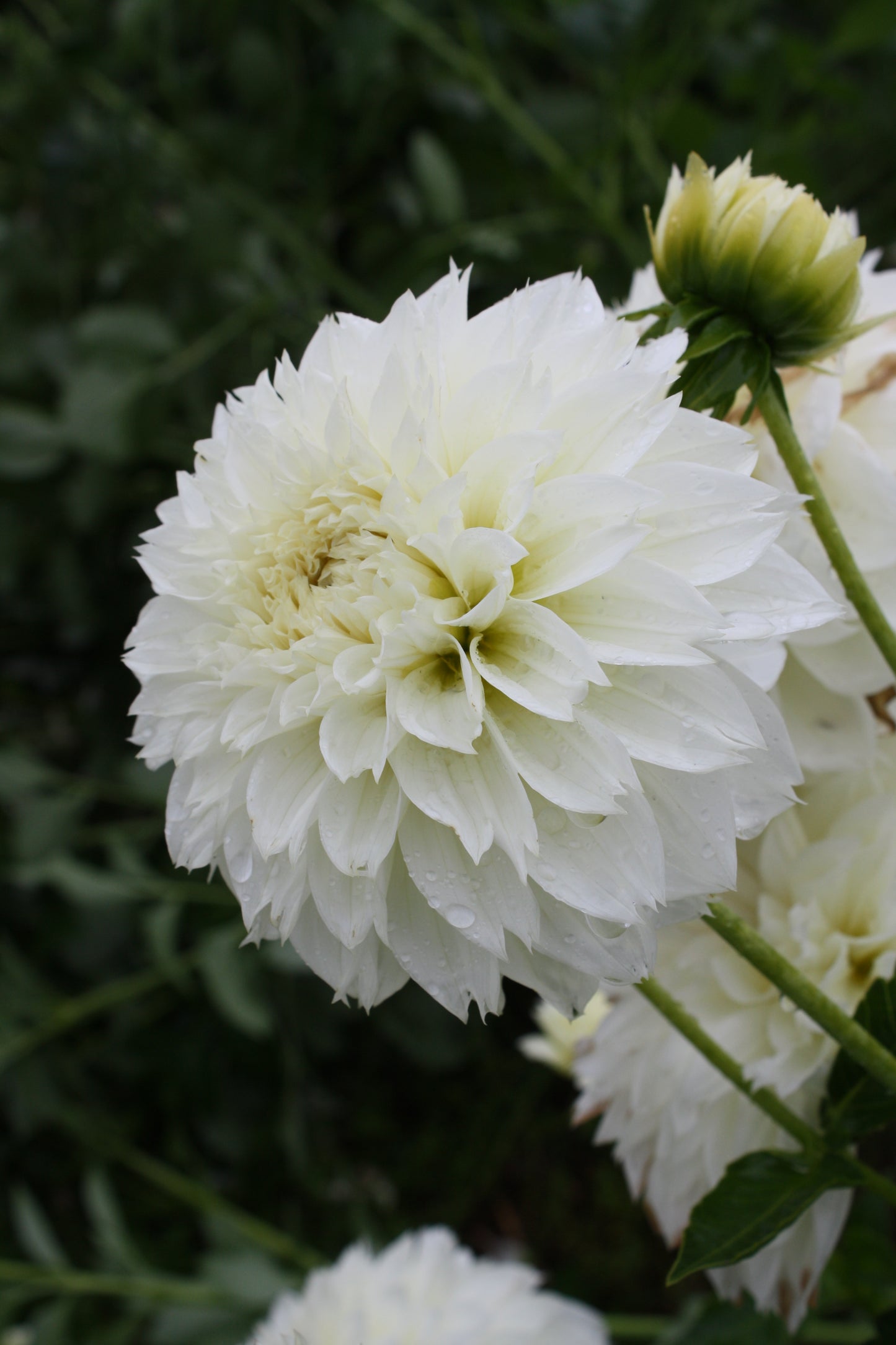 Gitt's Attention Dahlia Tuber